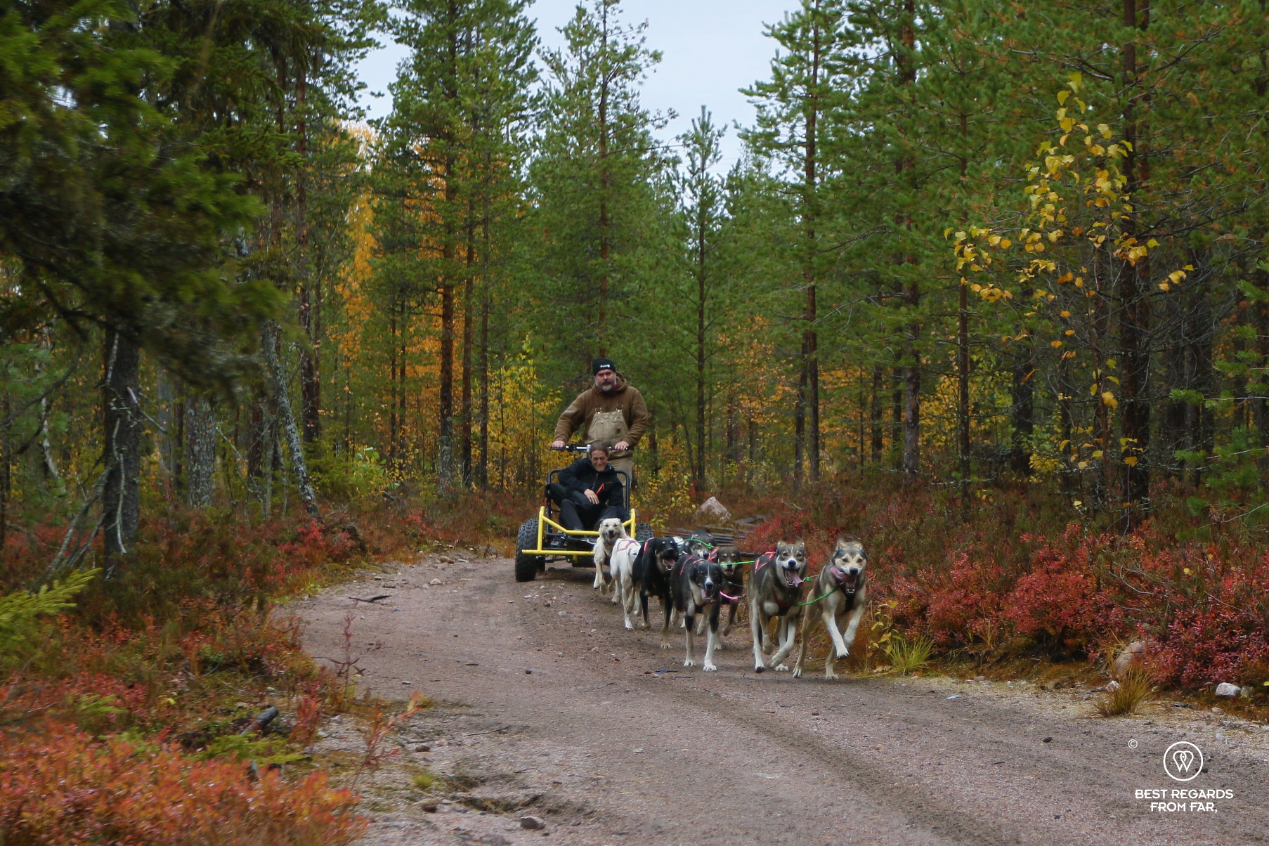 Dog sledding through the Lappish fall colors
