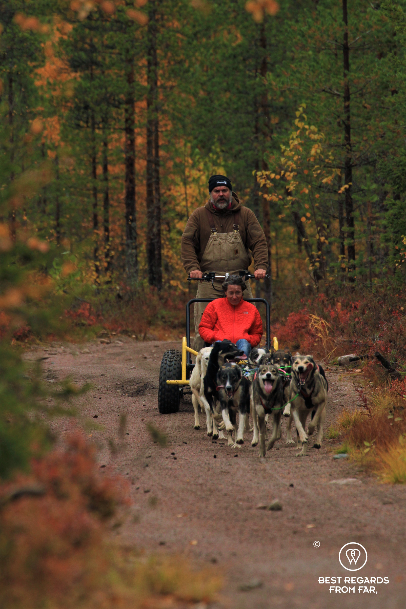 Dog sledding through the Lappish fall colors