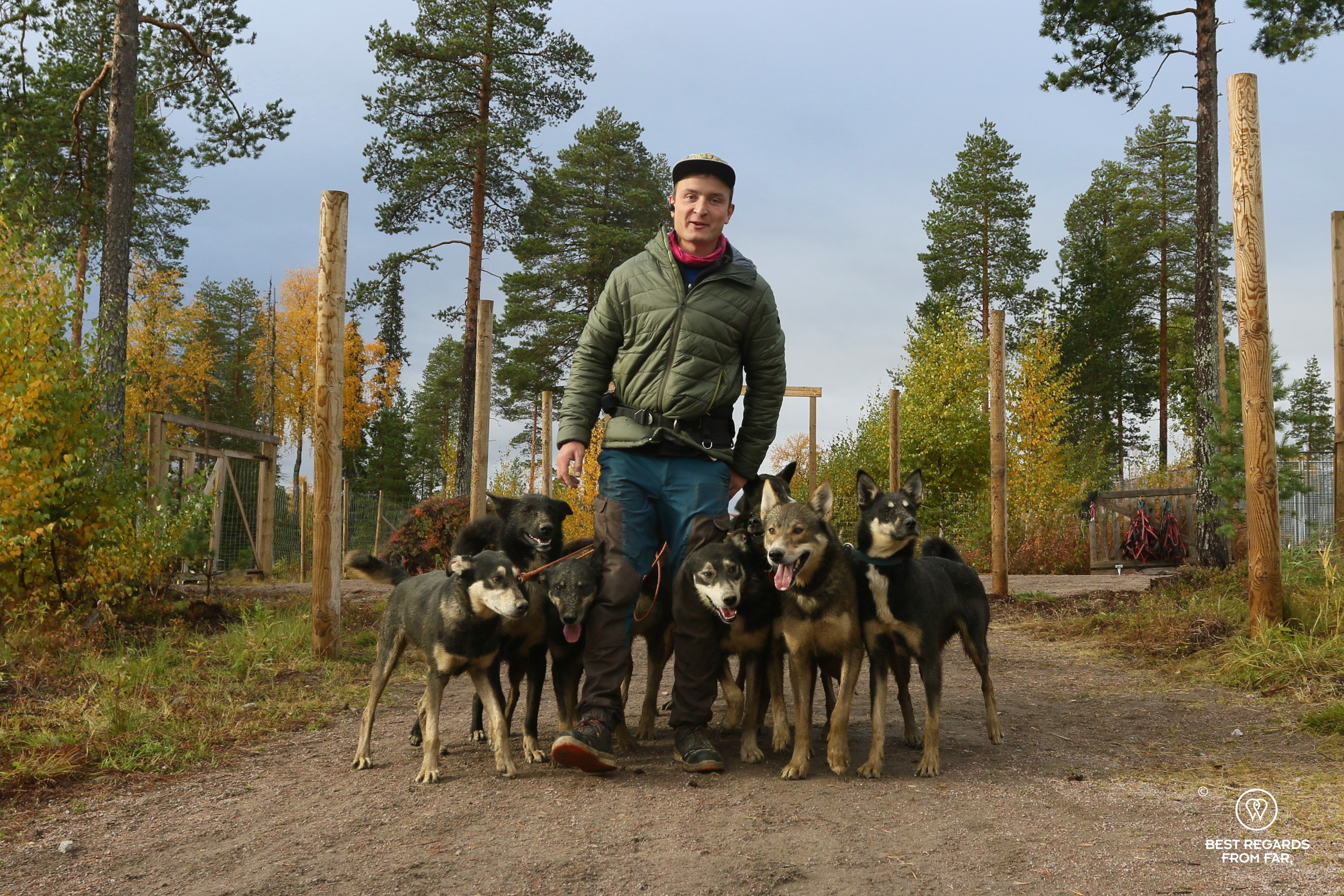 A pack of huskies being brought in for a dog sledding ride, Lapland