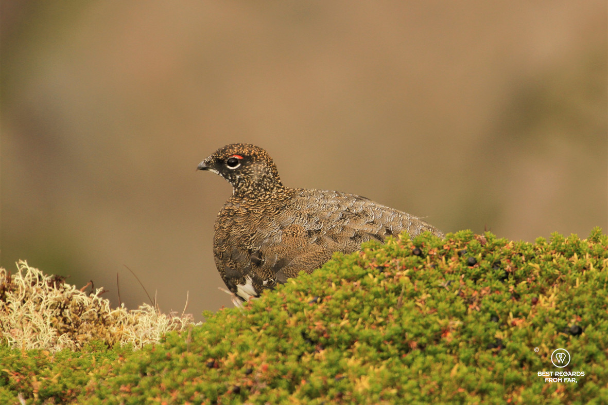 Wild grouse, Lofoten, Norway