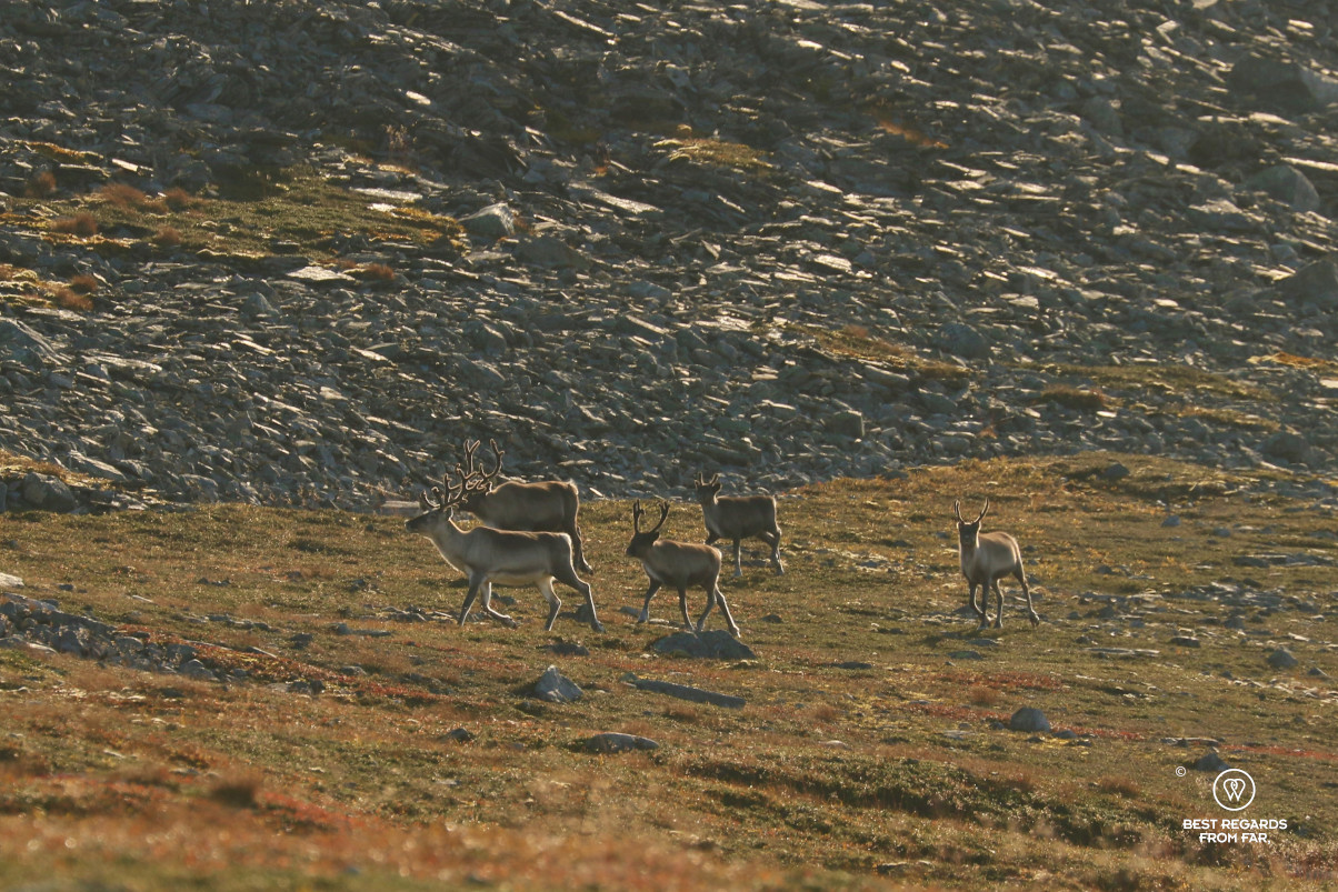 Reindeer along the Kinnarodden hike, Cape Nordkinn