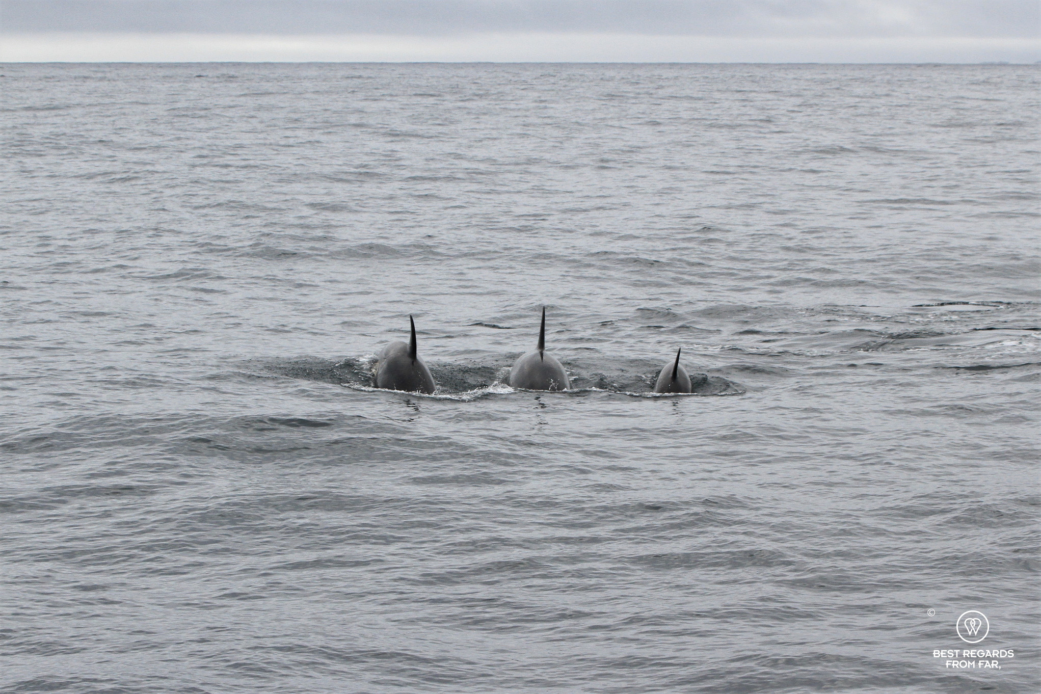 Orcas diving during a Whale Safari, Norway