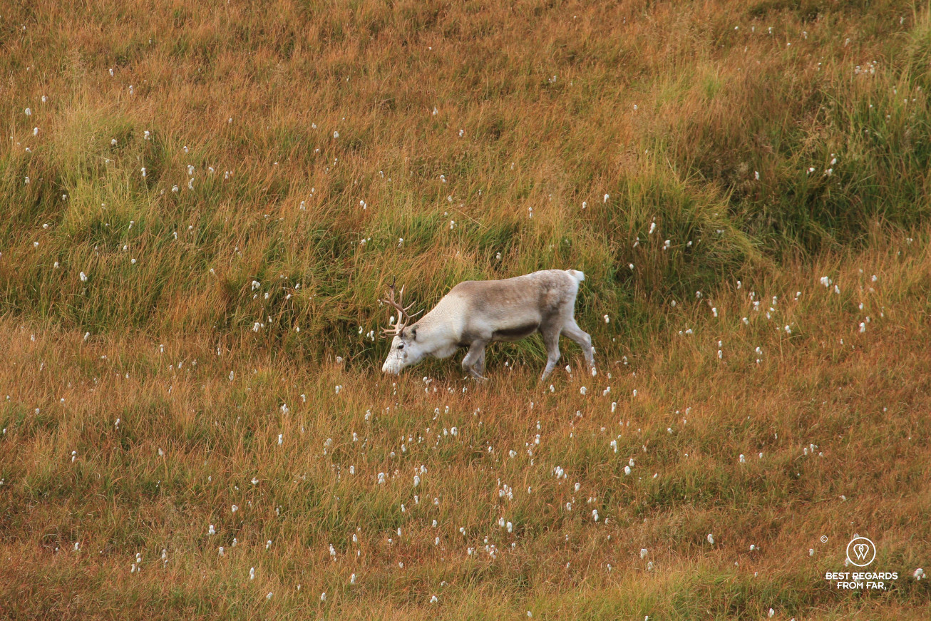 A reindeer along the Knivskjelloden hike, North Cape, Norway