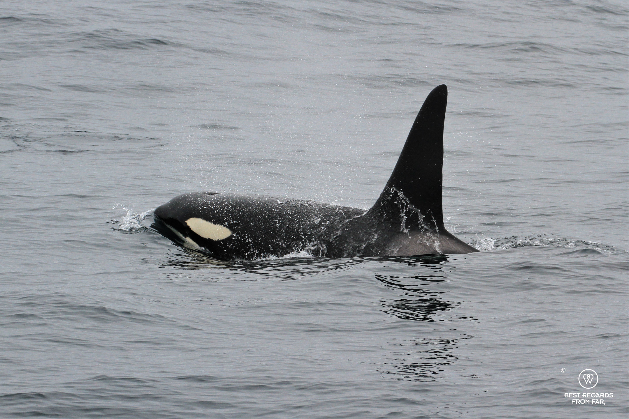 Orca during a Whale Safari, Norway