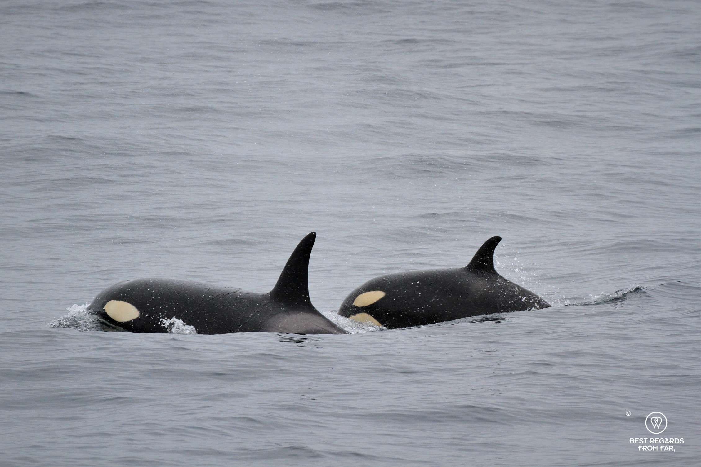 Orca with a calf during a Whale Safari, Norway