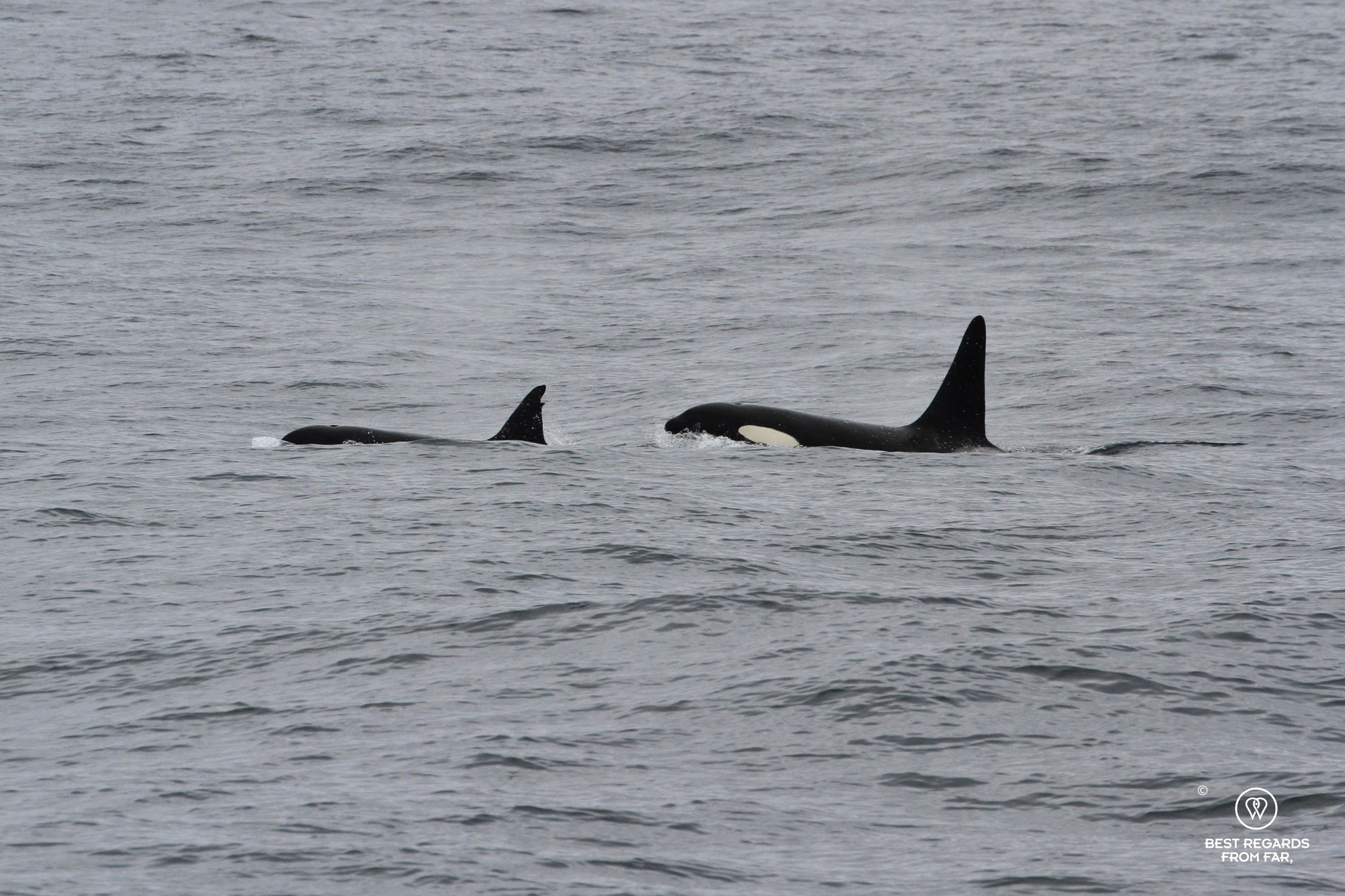 Killer whales during a Whale Safari, Norway