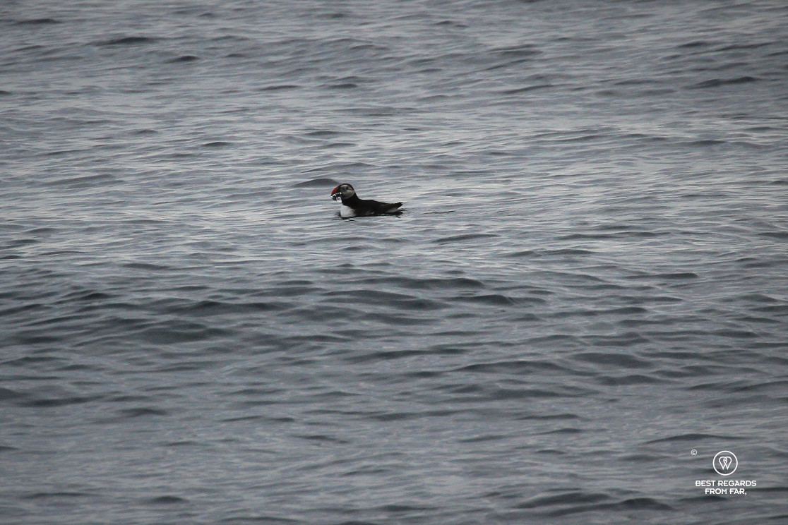 Puffin floating with its catch, Norway