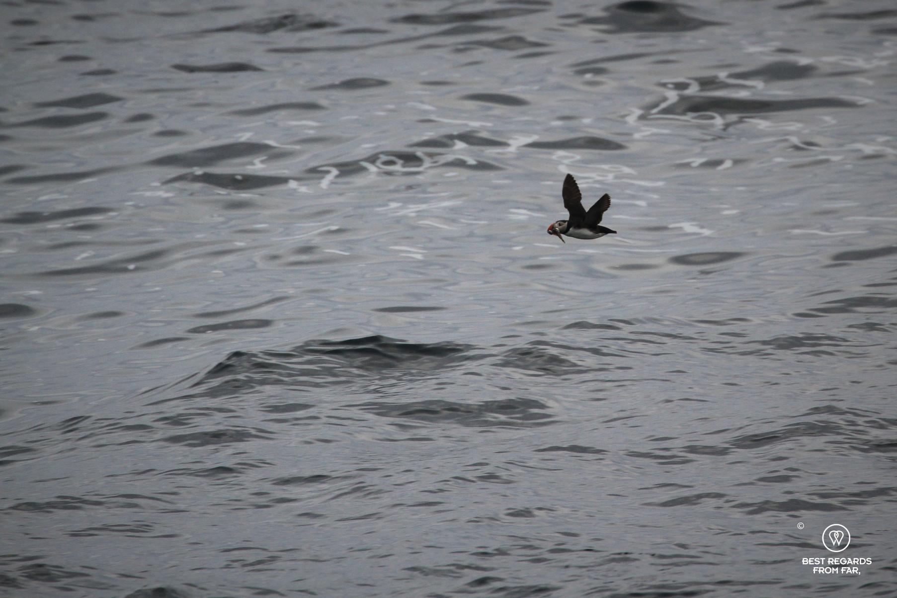 Puffin flying with its catch, Norway