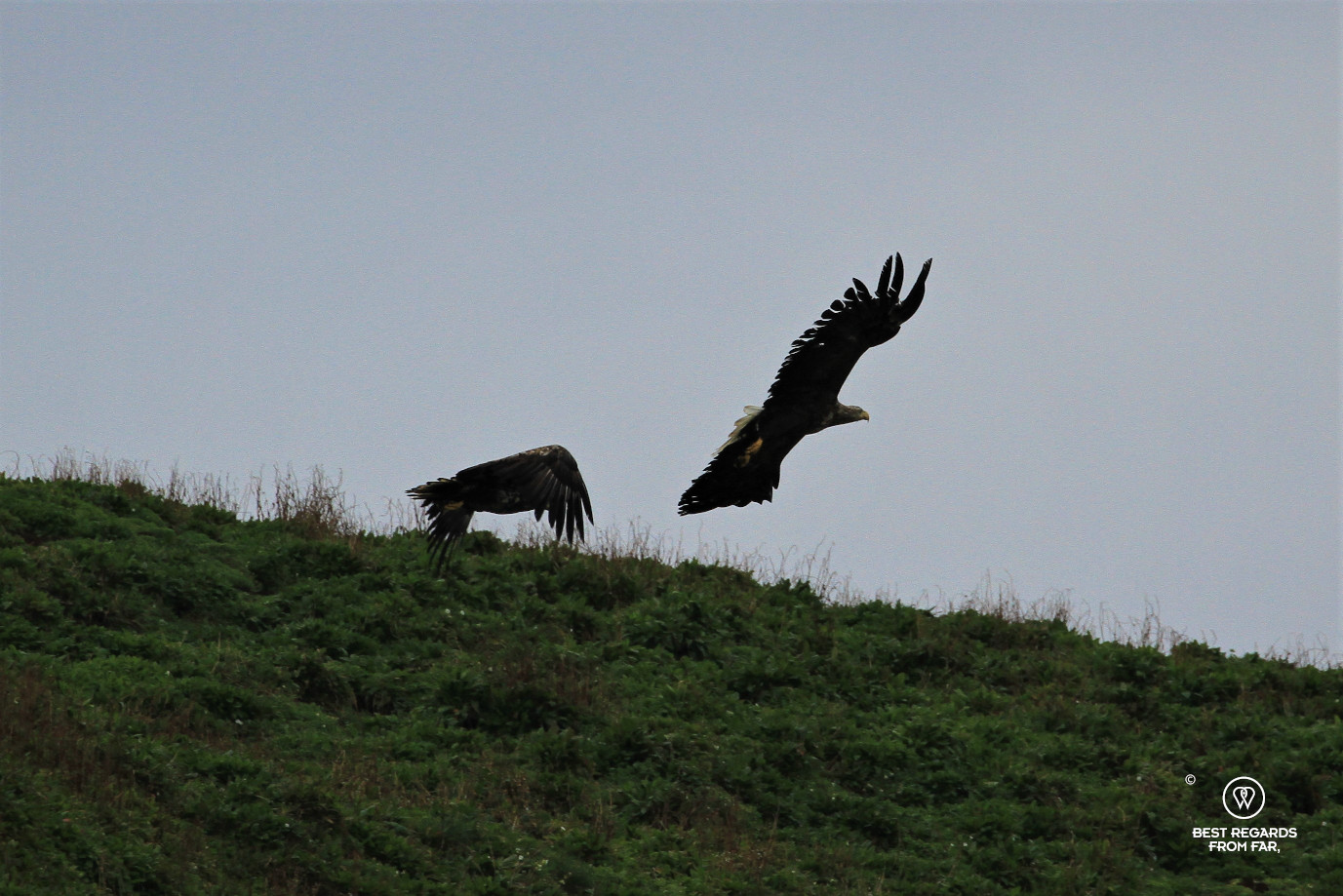 Sea eagles, Norway