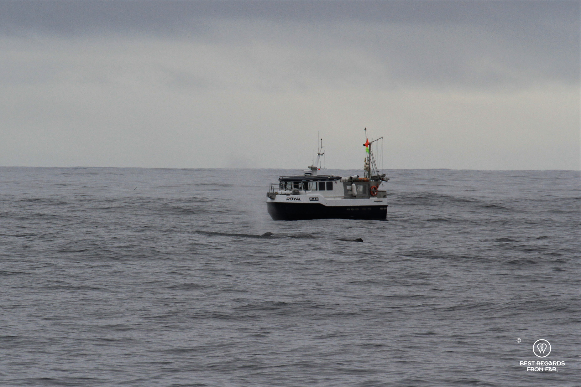 Sperm whale by a fishing boat, Norway