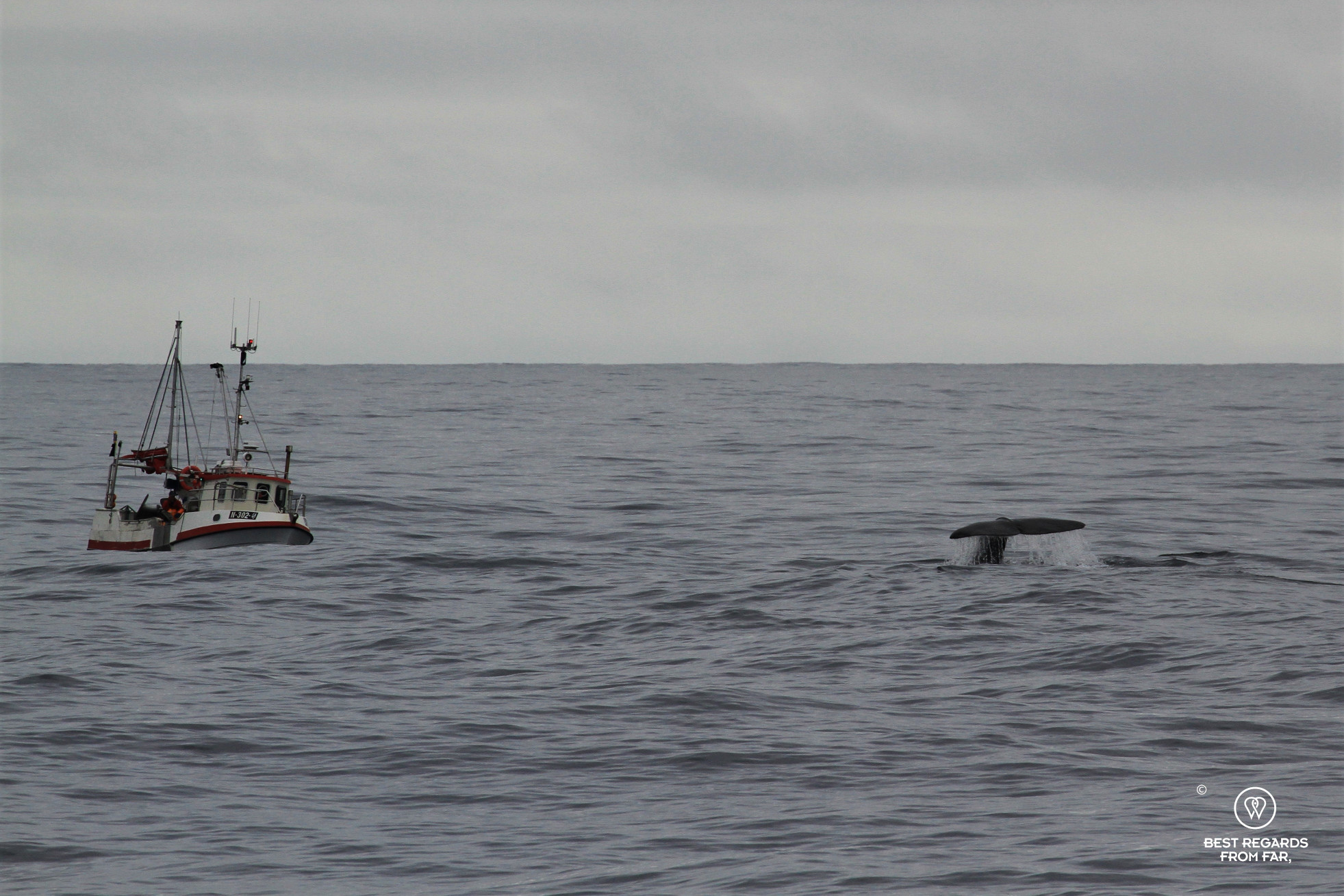 Sperm whale tail by fishing boat, Norway