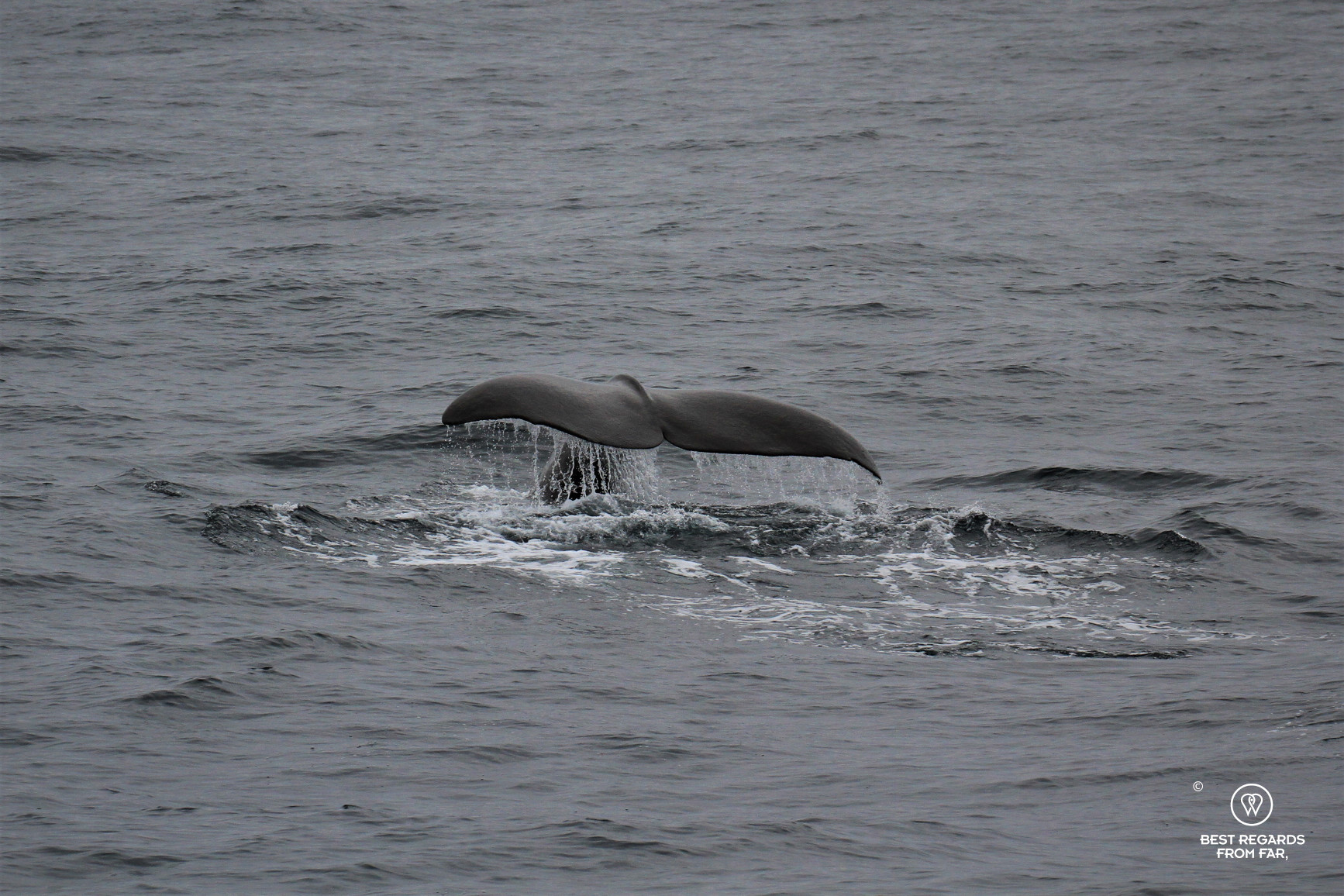 Sperm whale tail during a Whale Safari, Norway