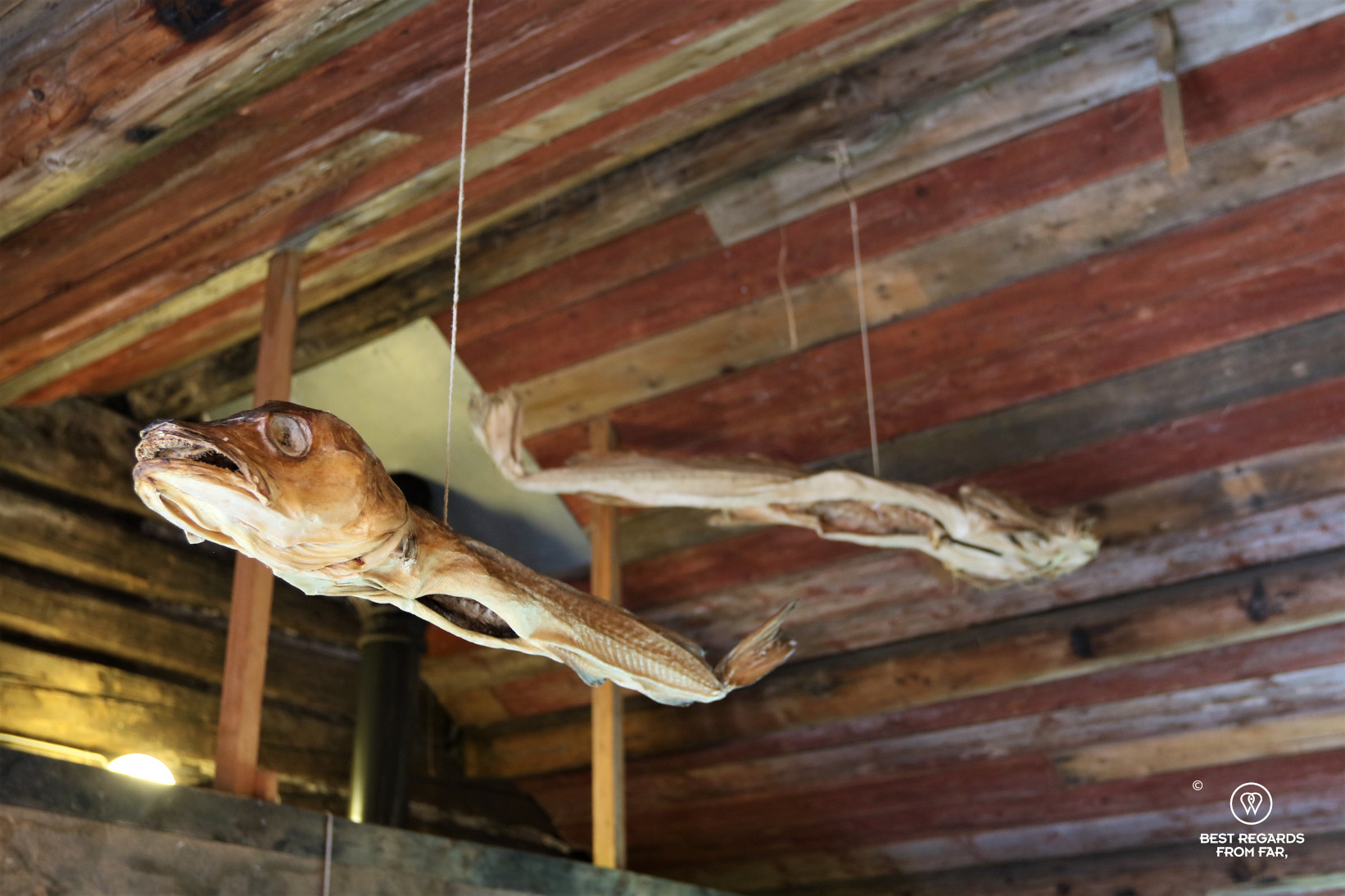 Weather stockfish hanging at Å fishing village museum, Lofoten