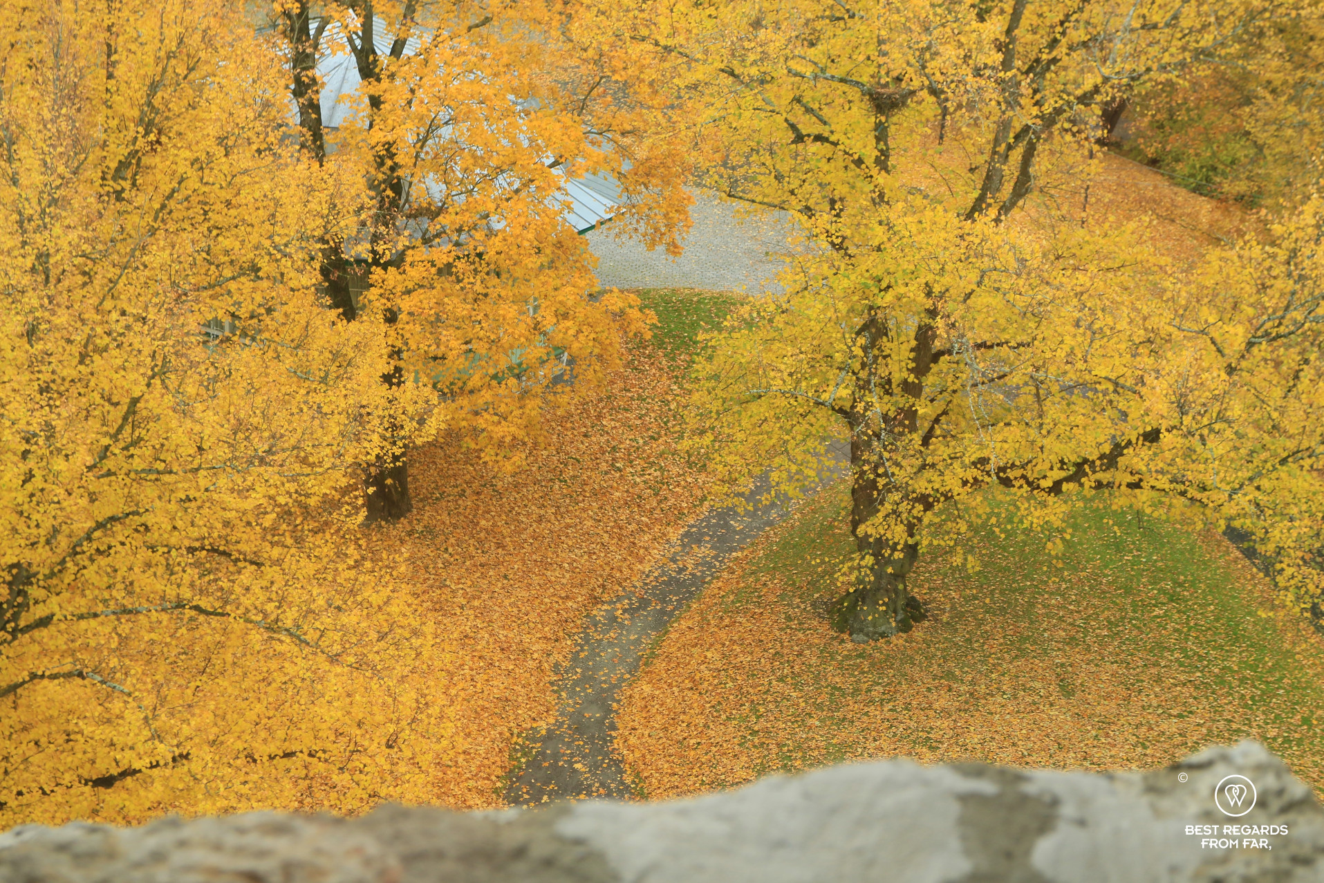 Fall colours in Tallinn