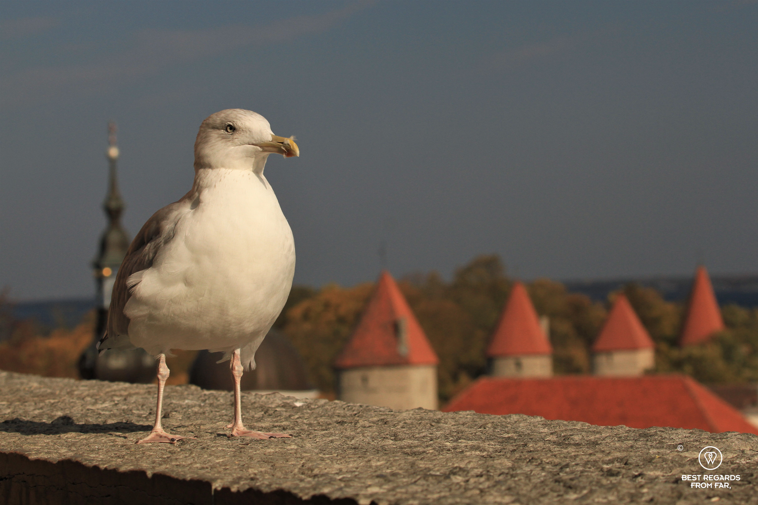 Seagull by viewpoint in Tallinn