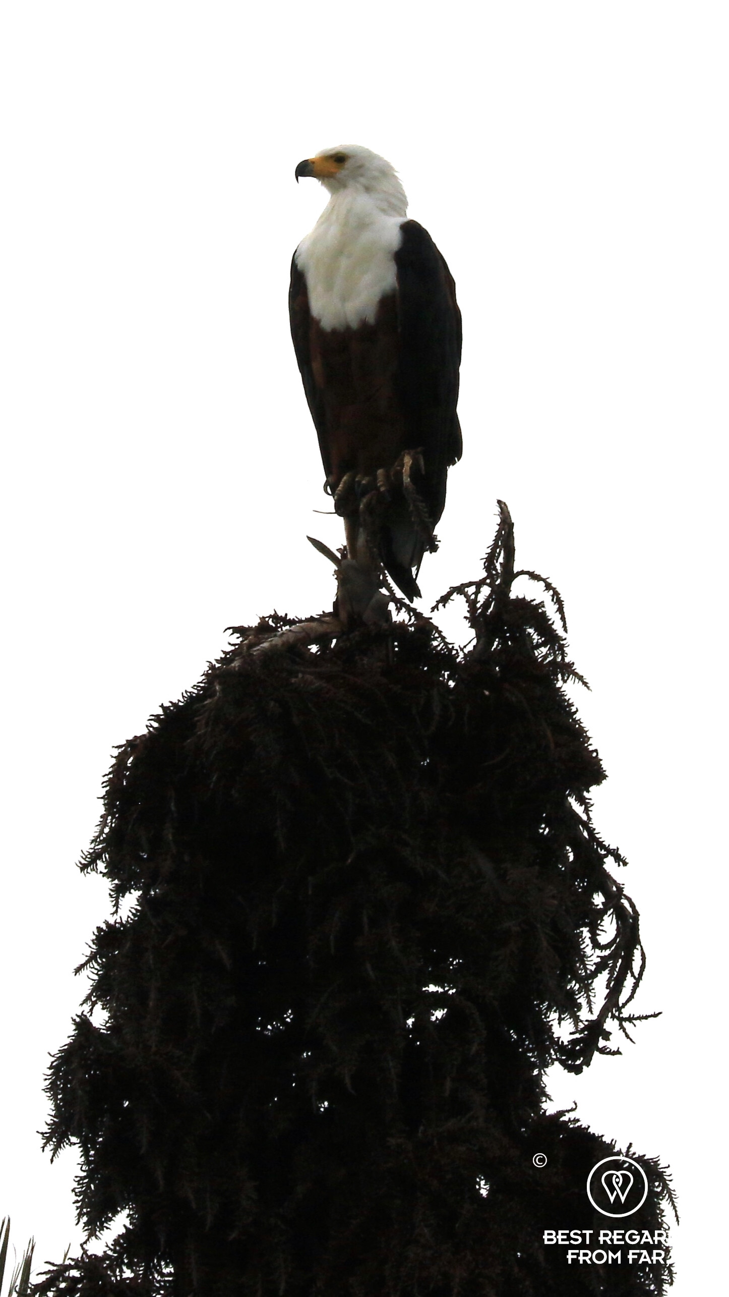 African Fish Eagle high up in a tree