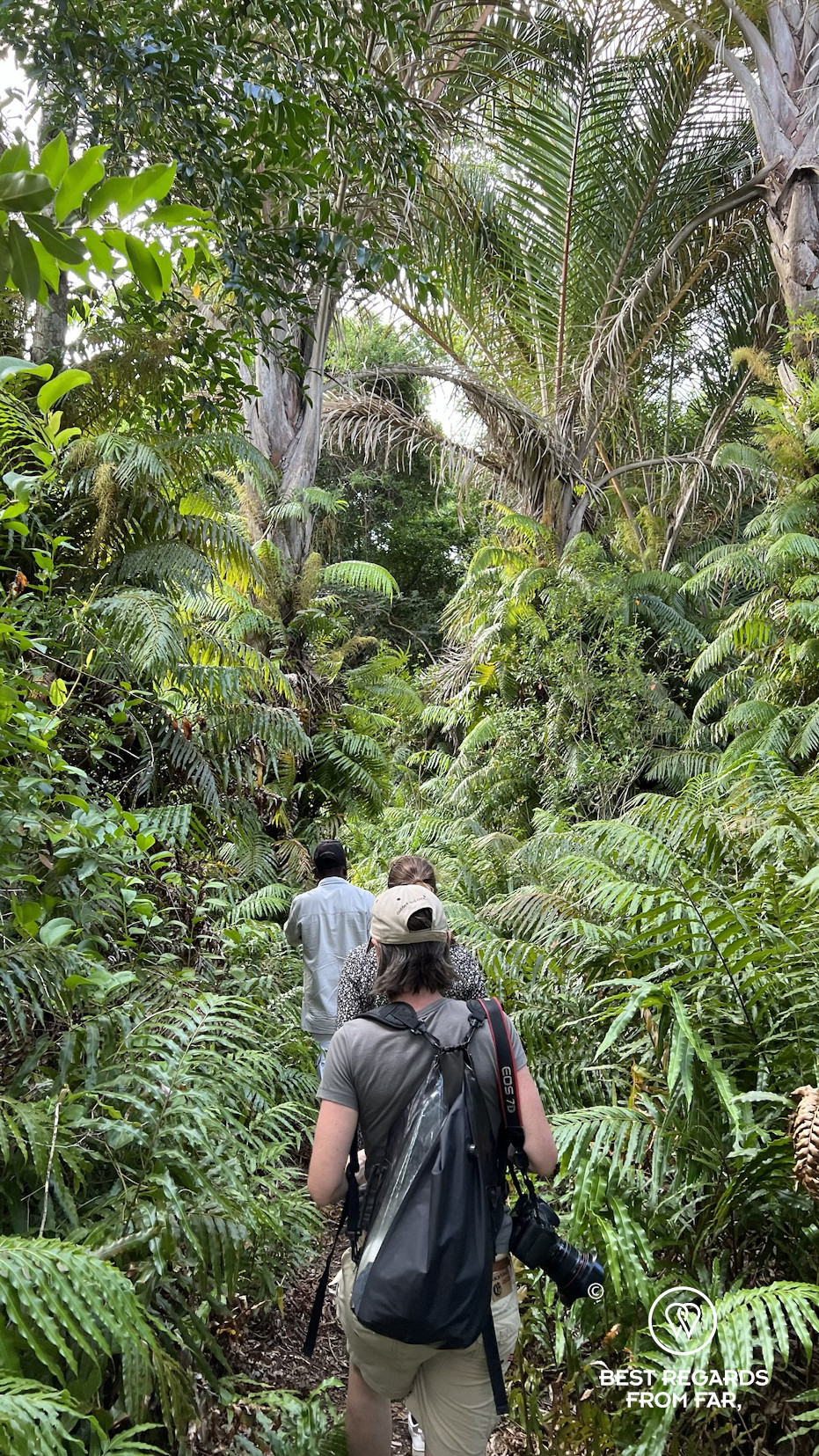 Hiking the raffia palm forest, Kosi Bay
