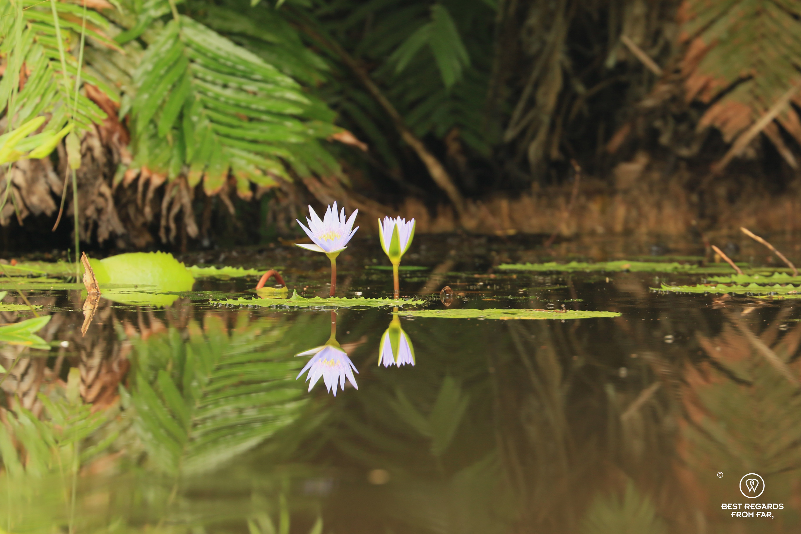 Two waterlilies reflected in the lake of Kosi Bay, South Africa