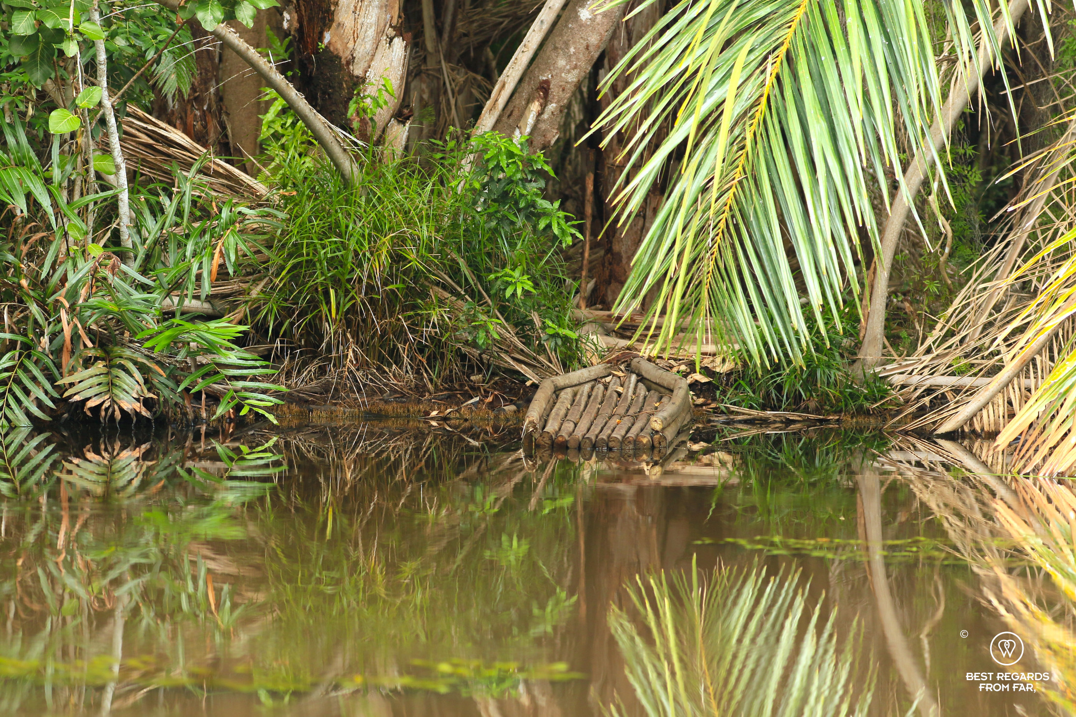 Reflections in the lake in the raffia palm forest in Kosi Bay