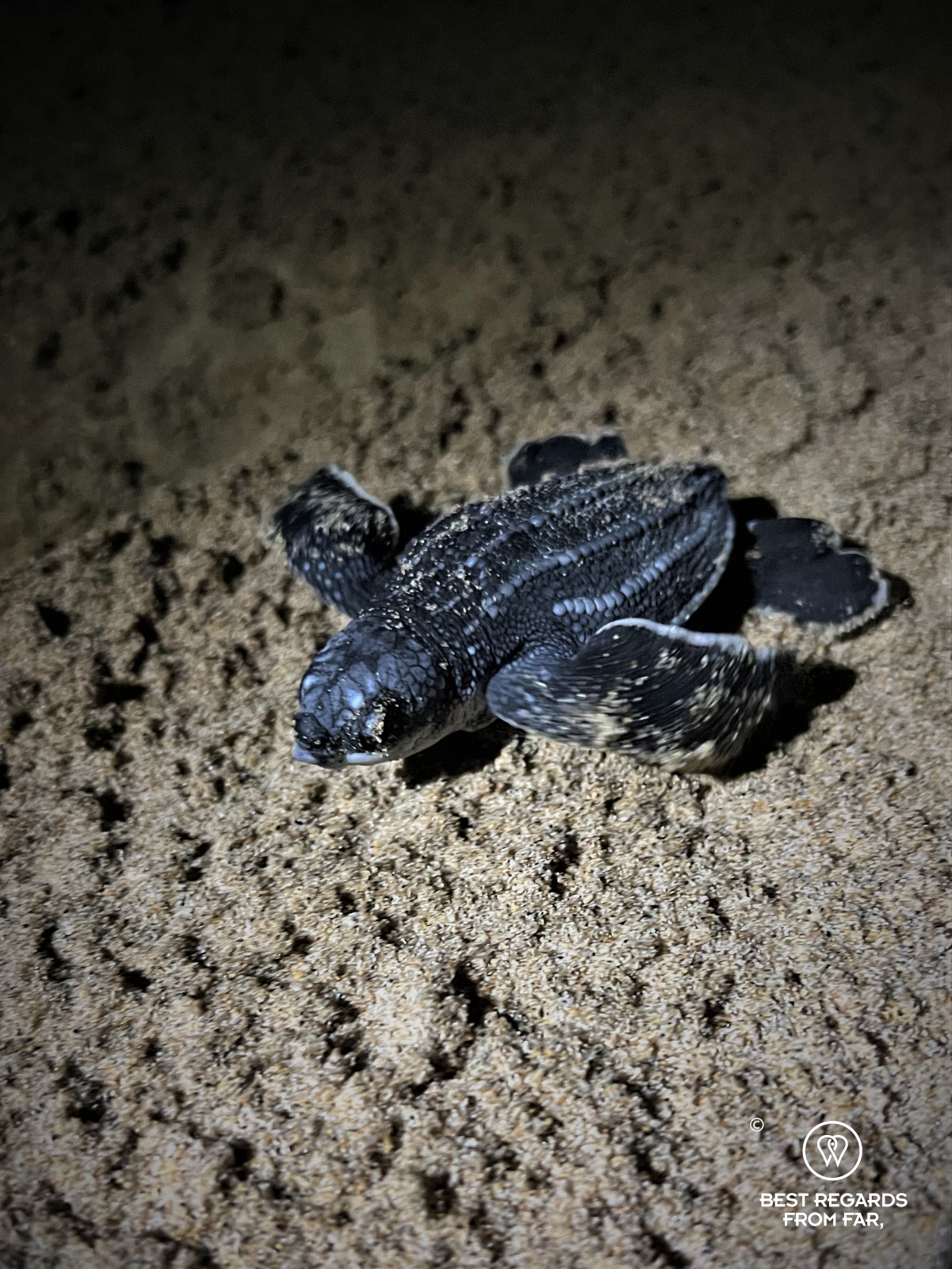 Leatherback turtle hatchling on the beach, Thonga Beach Lodge, South Africa