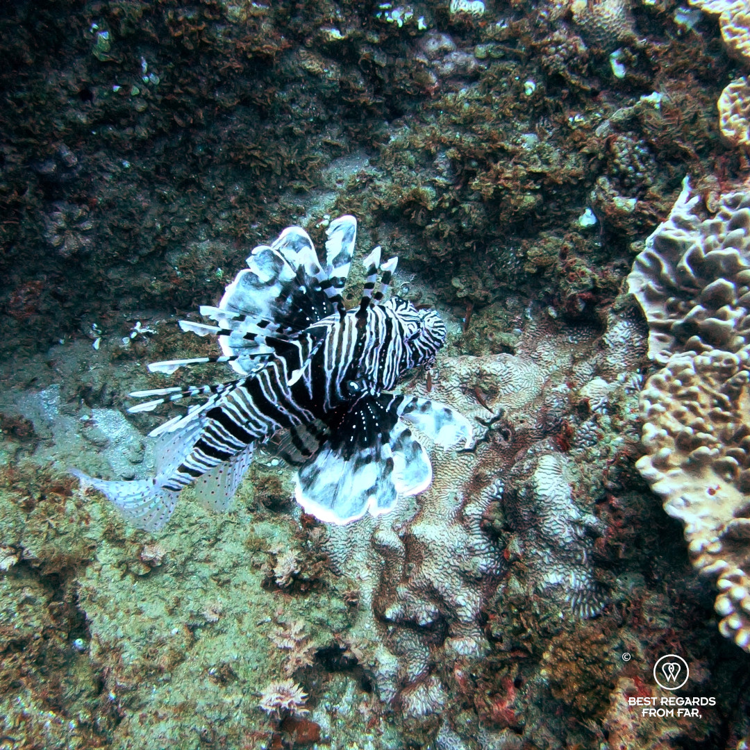 Lionfish above corals, South Africa