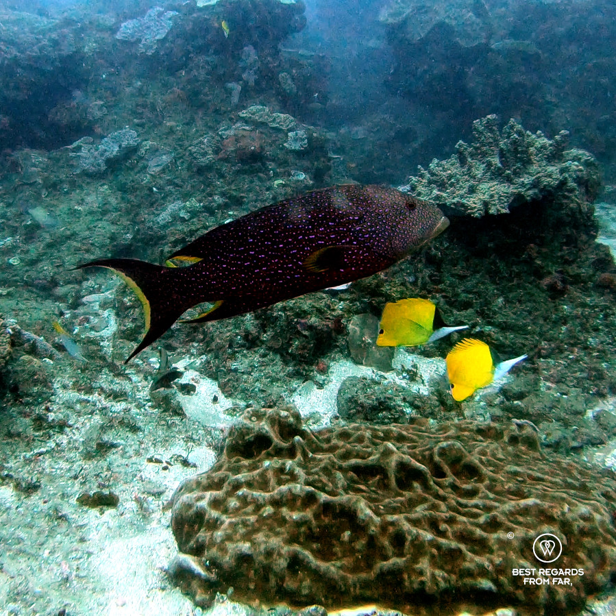 Three colourful fish on a coral reef in the Indian Ocean, South Africa