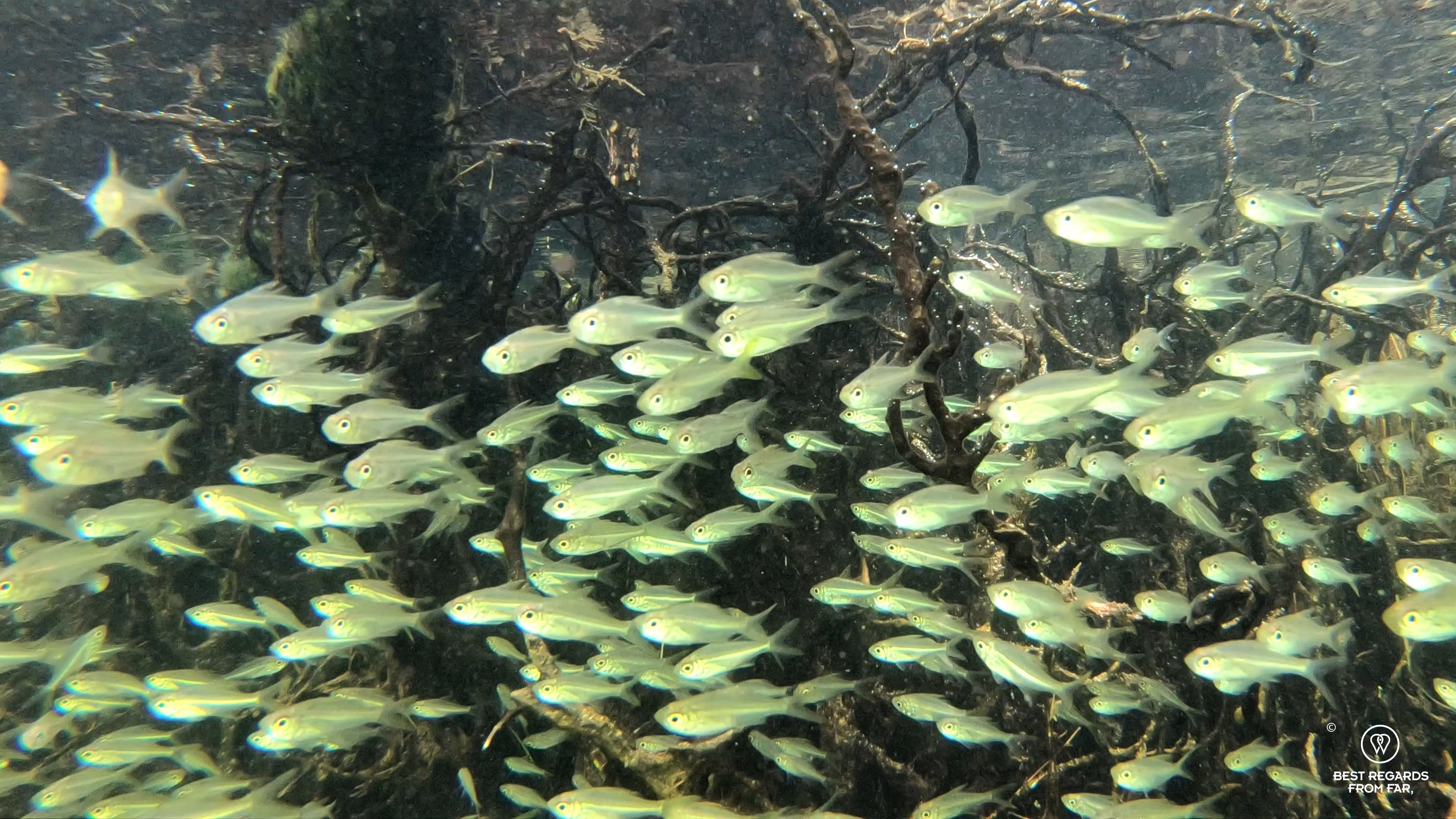 Hundreds of fish while snorkelling in the mangrove in Kosi Bay
