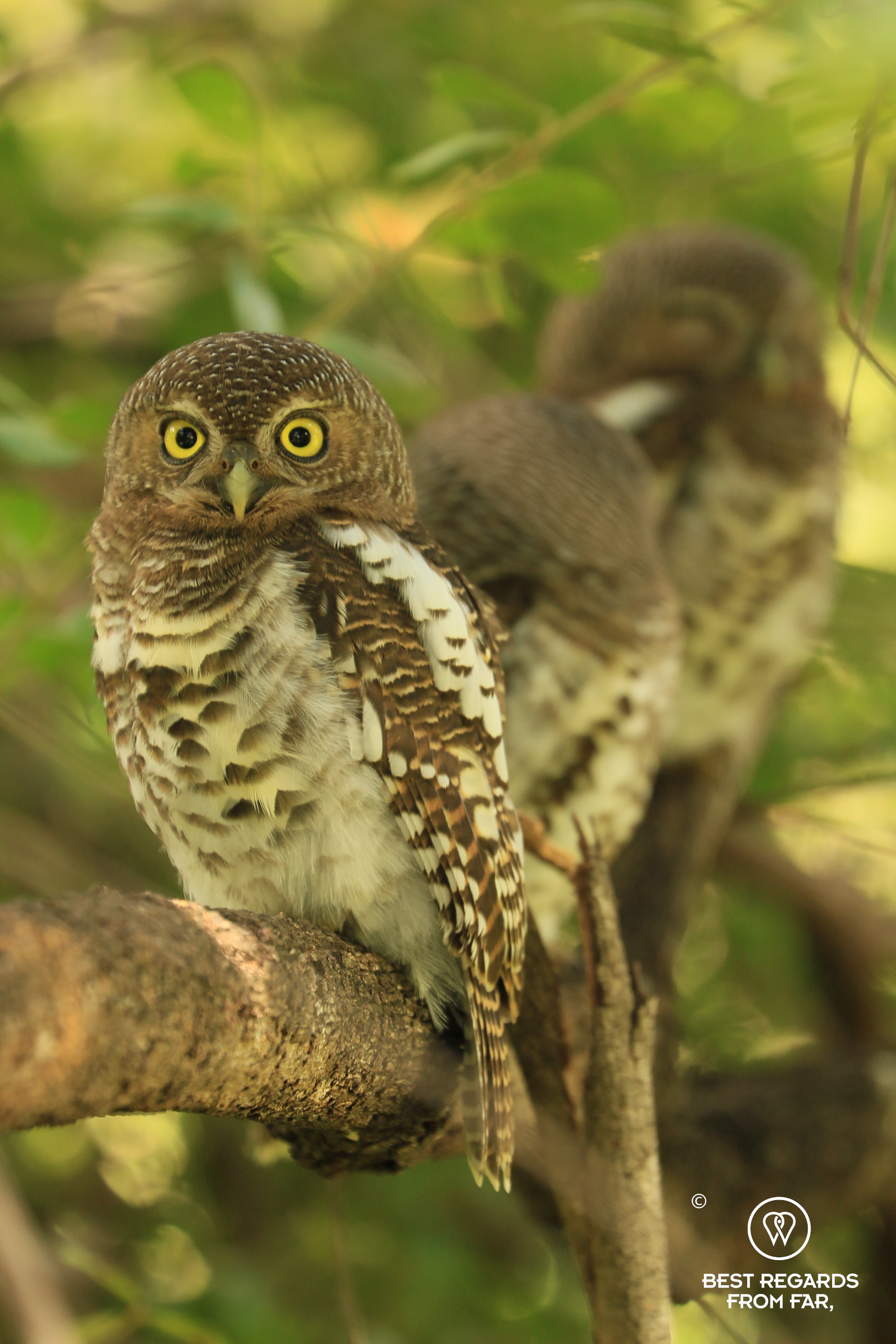 Three African Barred Owlet babies on a branch