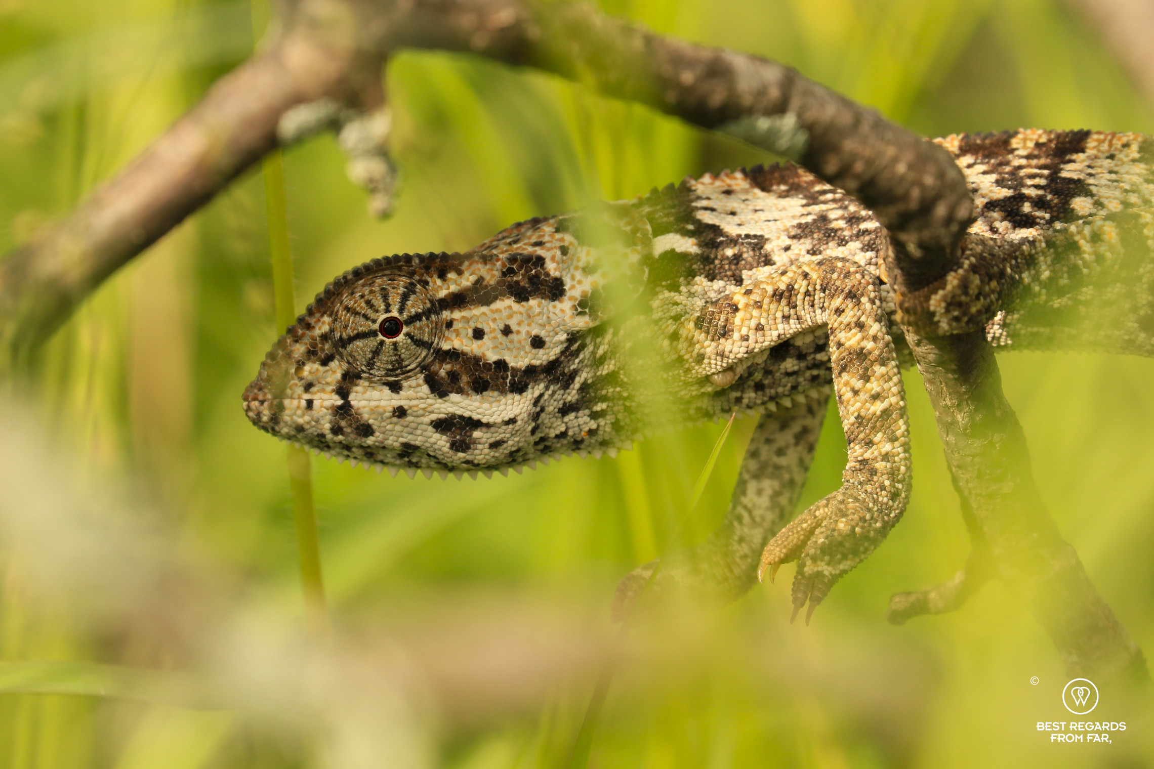 Cameleon hidden in a tree