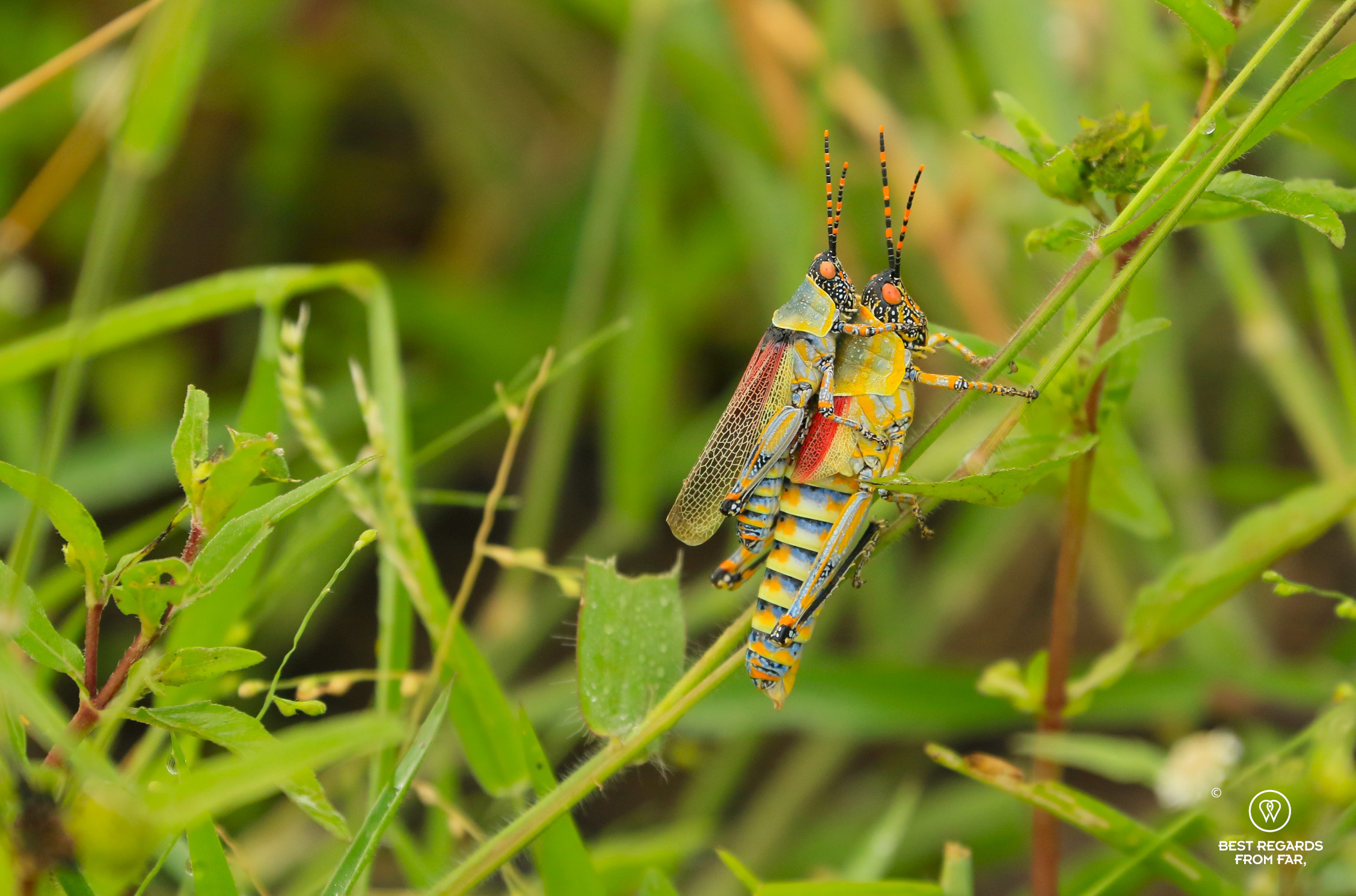 Elegant Grasshopers mating in the grass