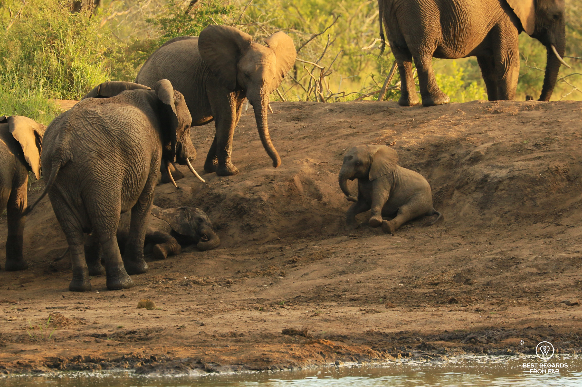 Clumsy elephant baby by the waterhole