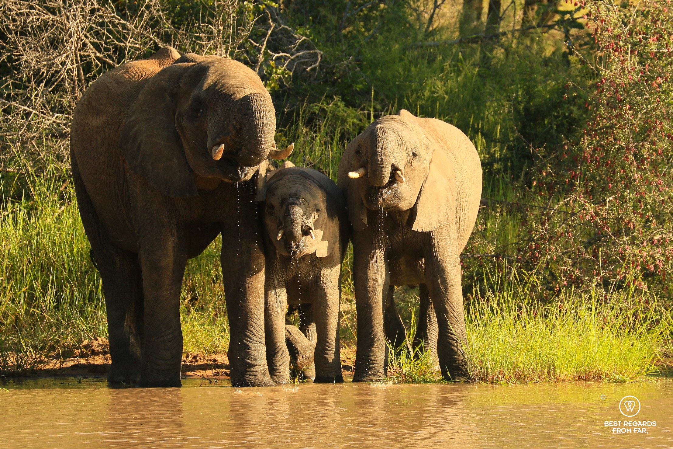 Elephant family drinking in sync, African safari