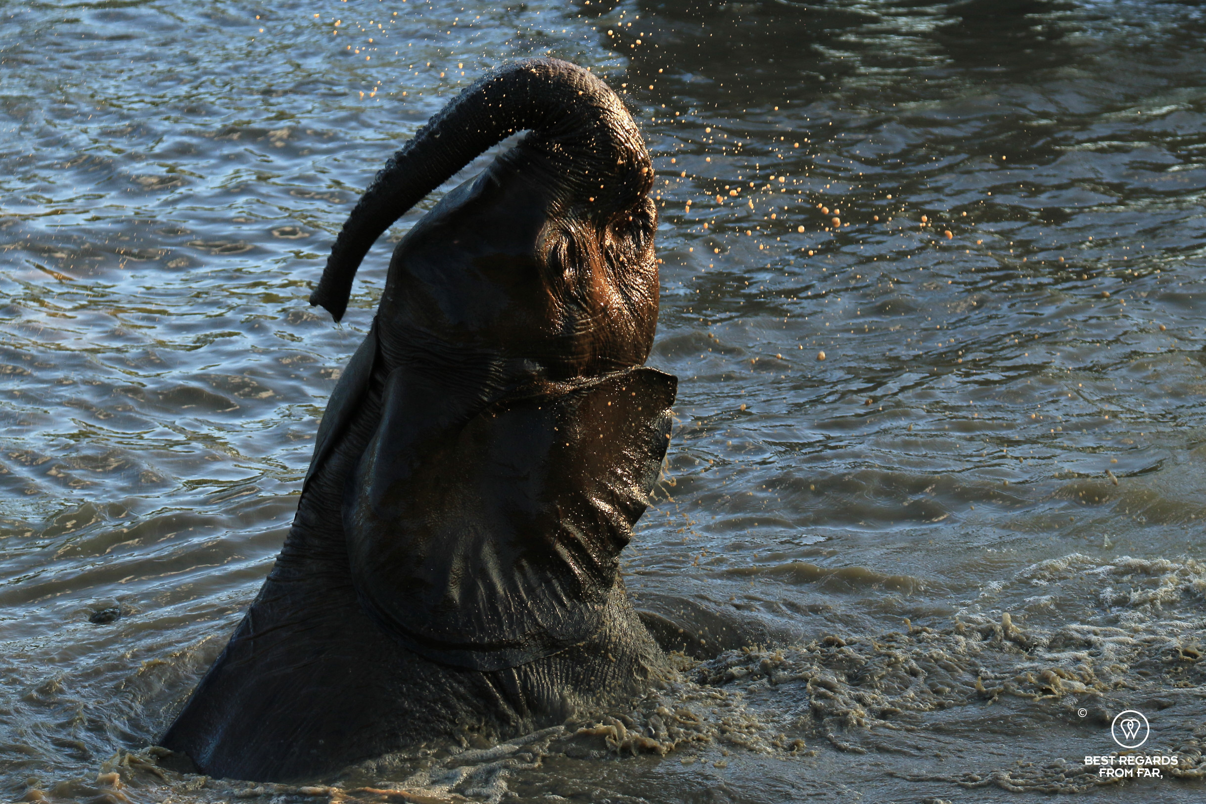 Young elephant bathing playfully, South Africa