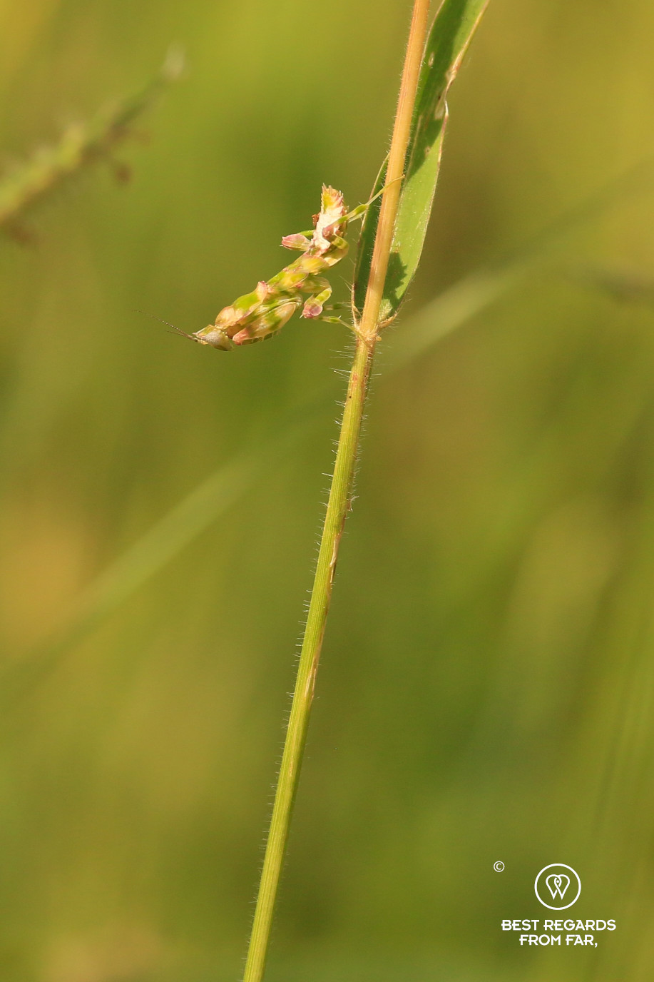 Well camouflaged Flower Mantis