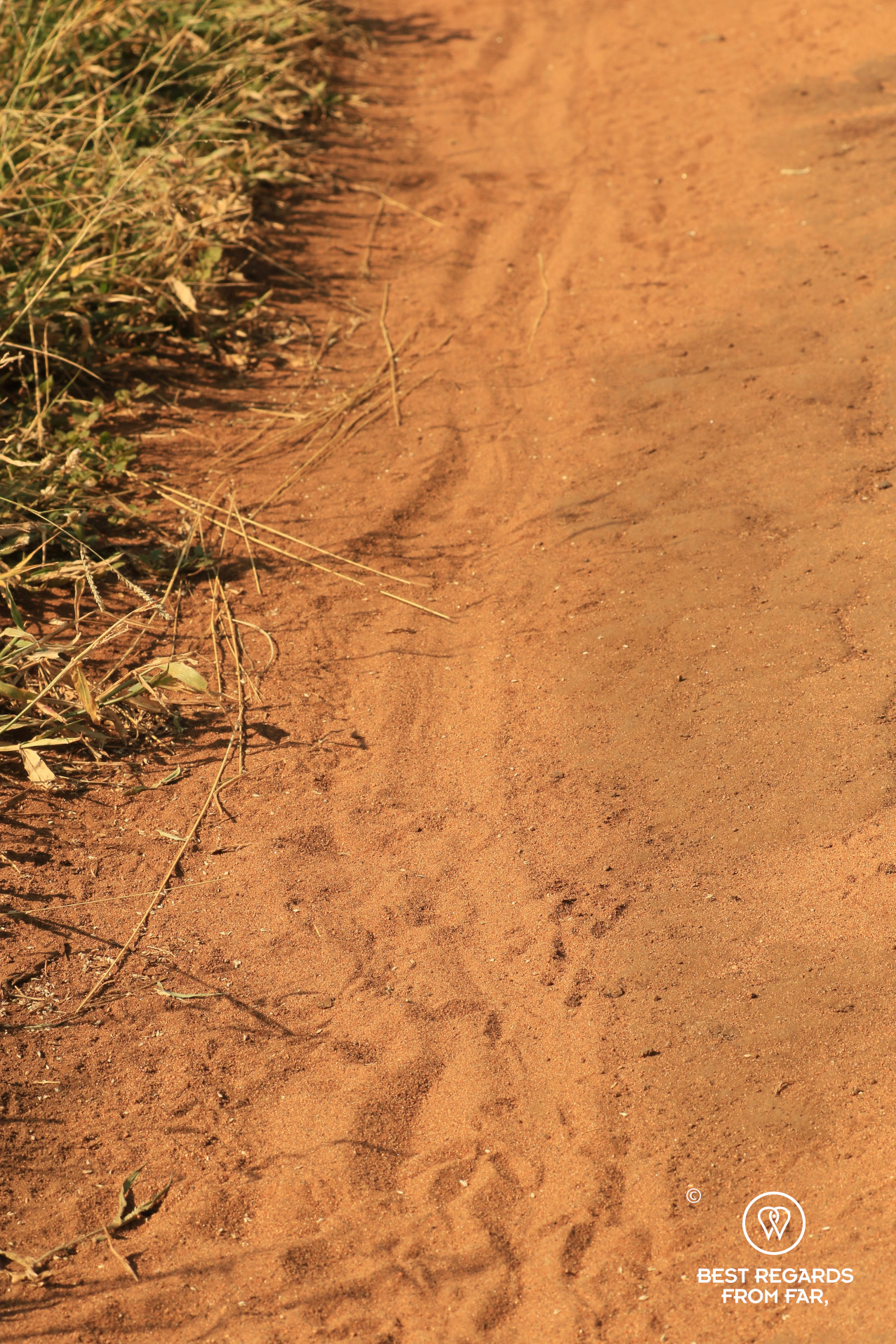 Leopard drag track during a safari game drive