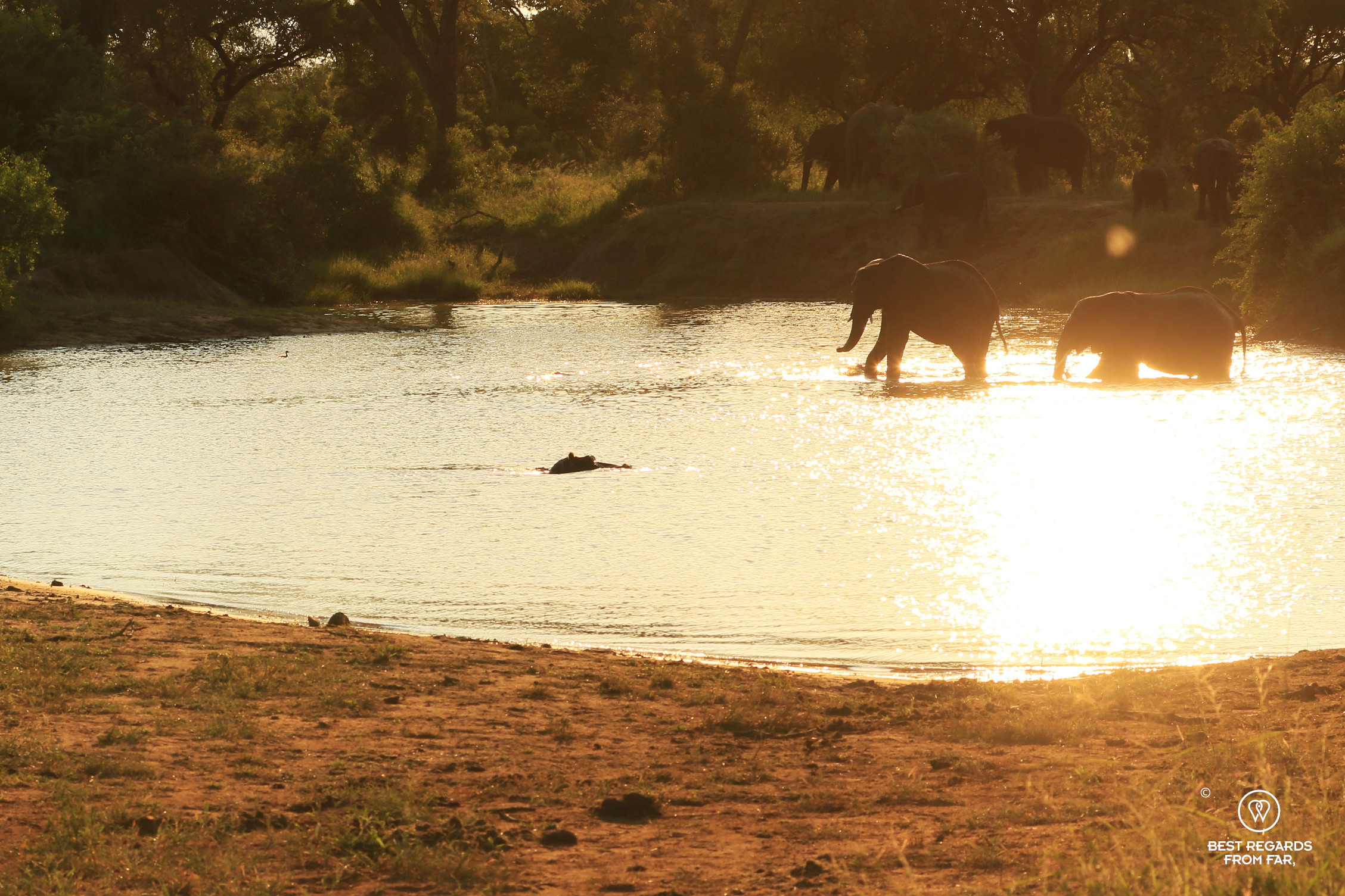 A hippo looking at elephants in his waterhole at sunset