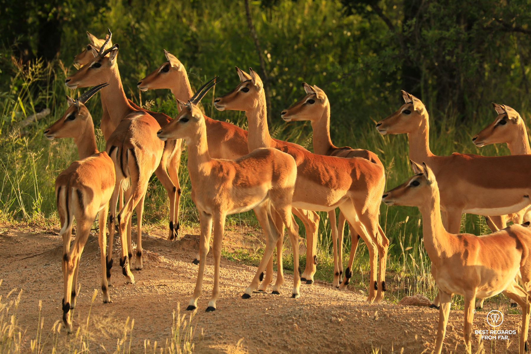 Impalas aware of danger at sunset