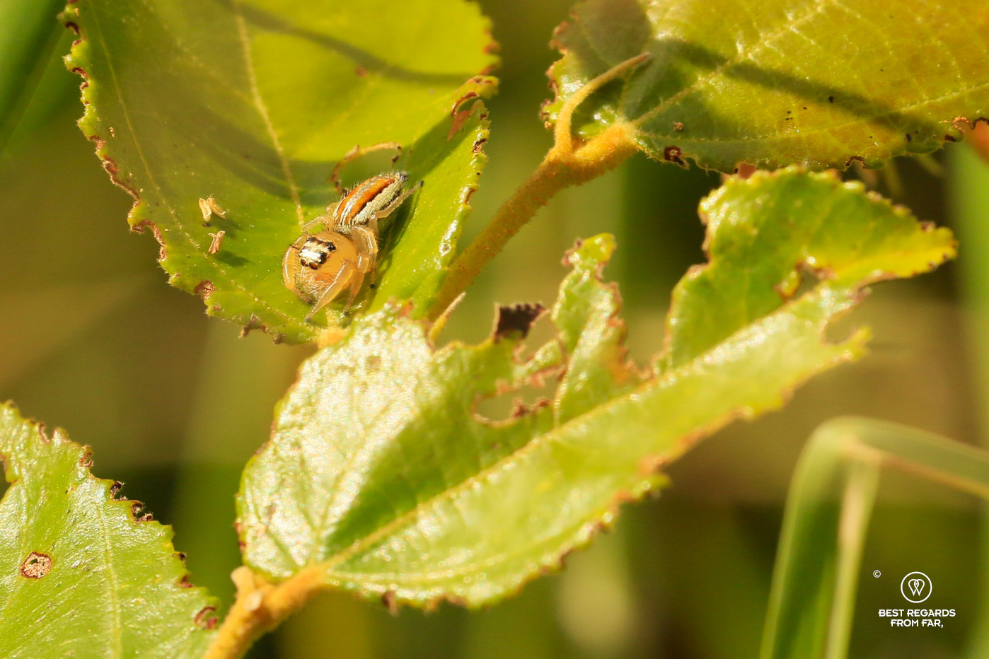 A jumping spider on a leaf