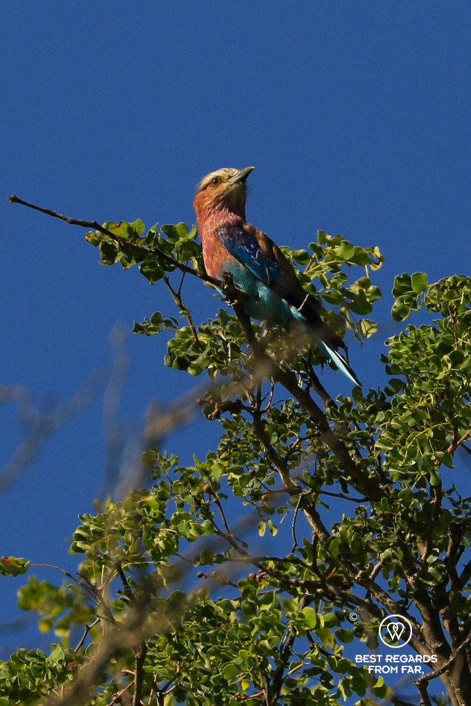 Lilac breasted roller seating in a branch