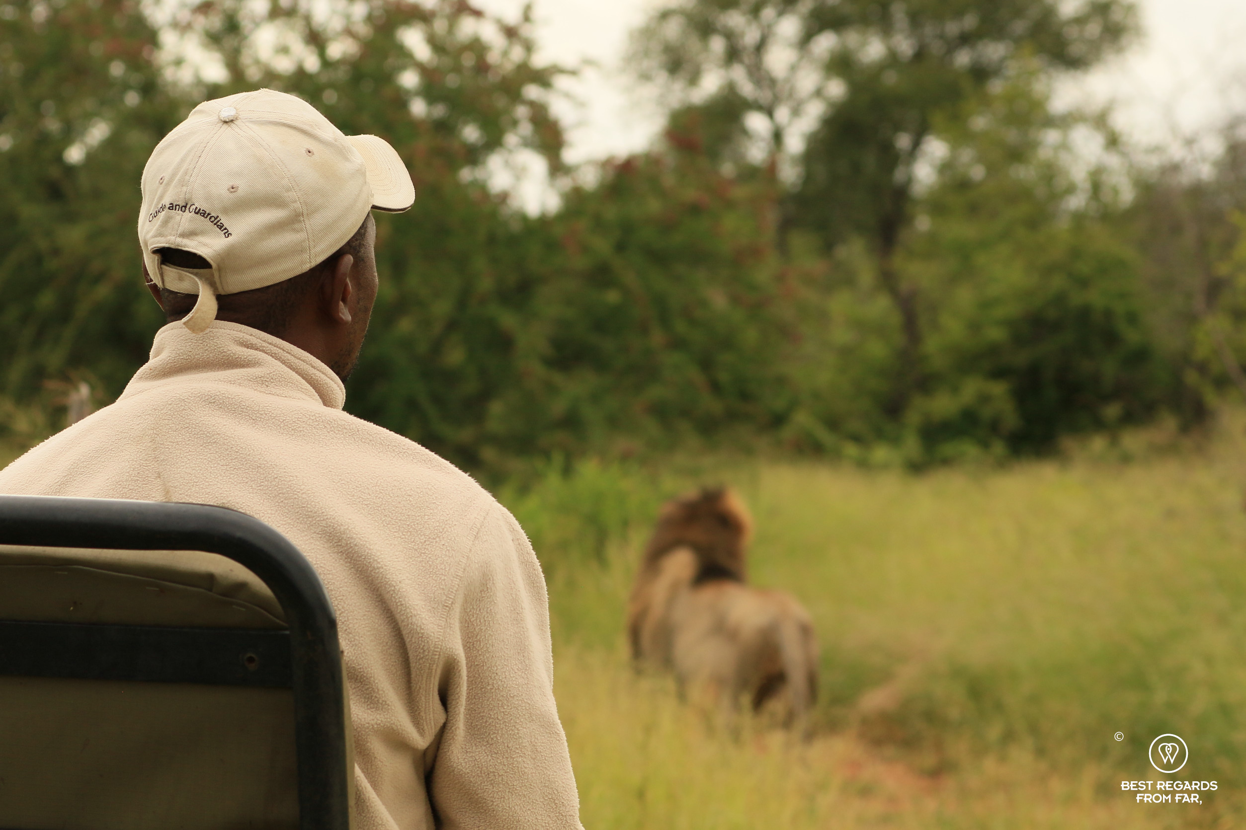 Ecotraining tracker following a lion