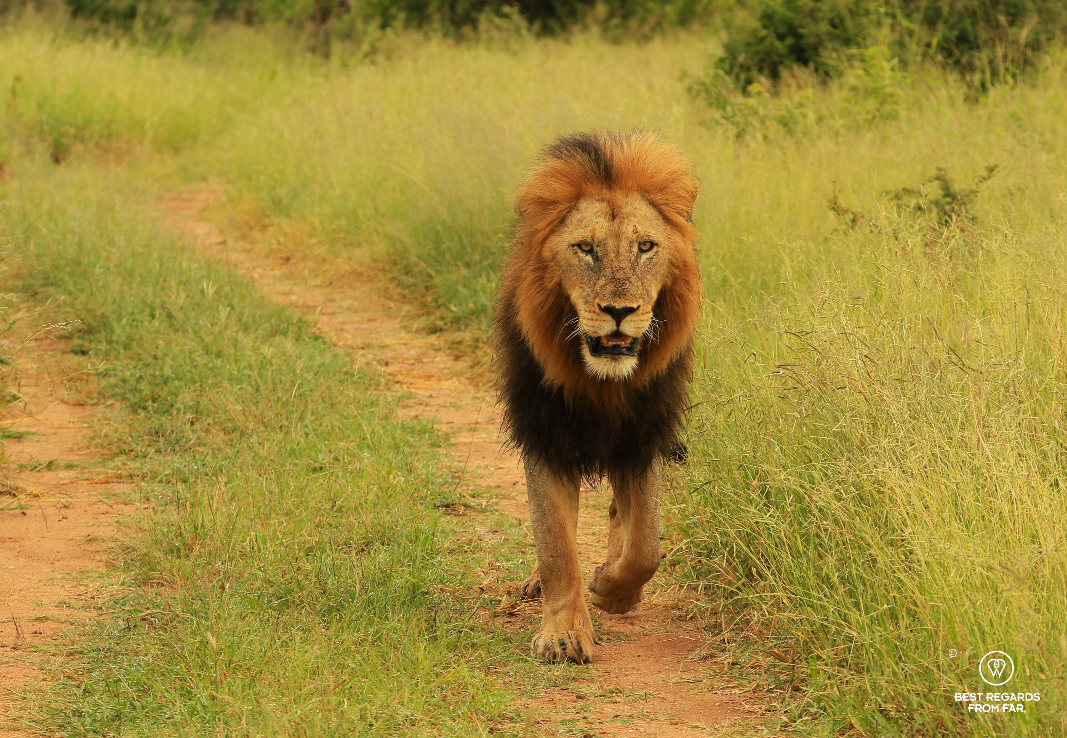Lion walking his territory in the South African bush