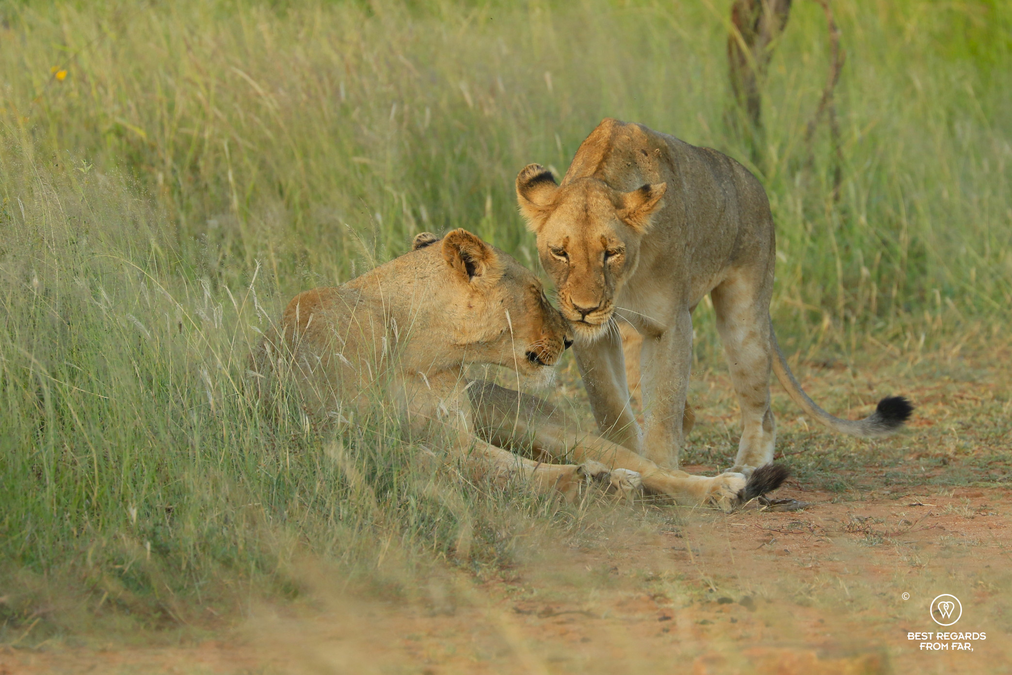 Lionesses greeting