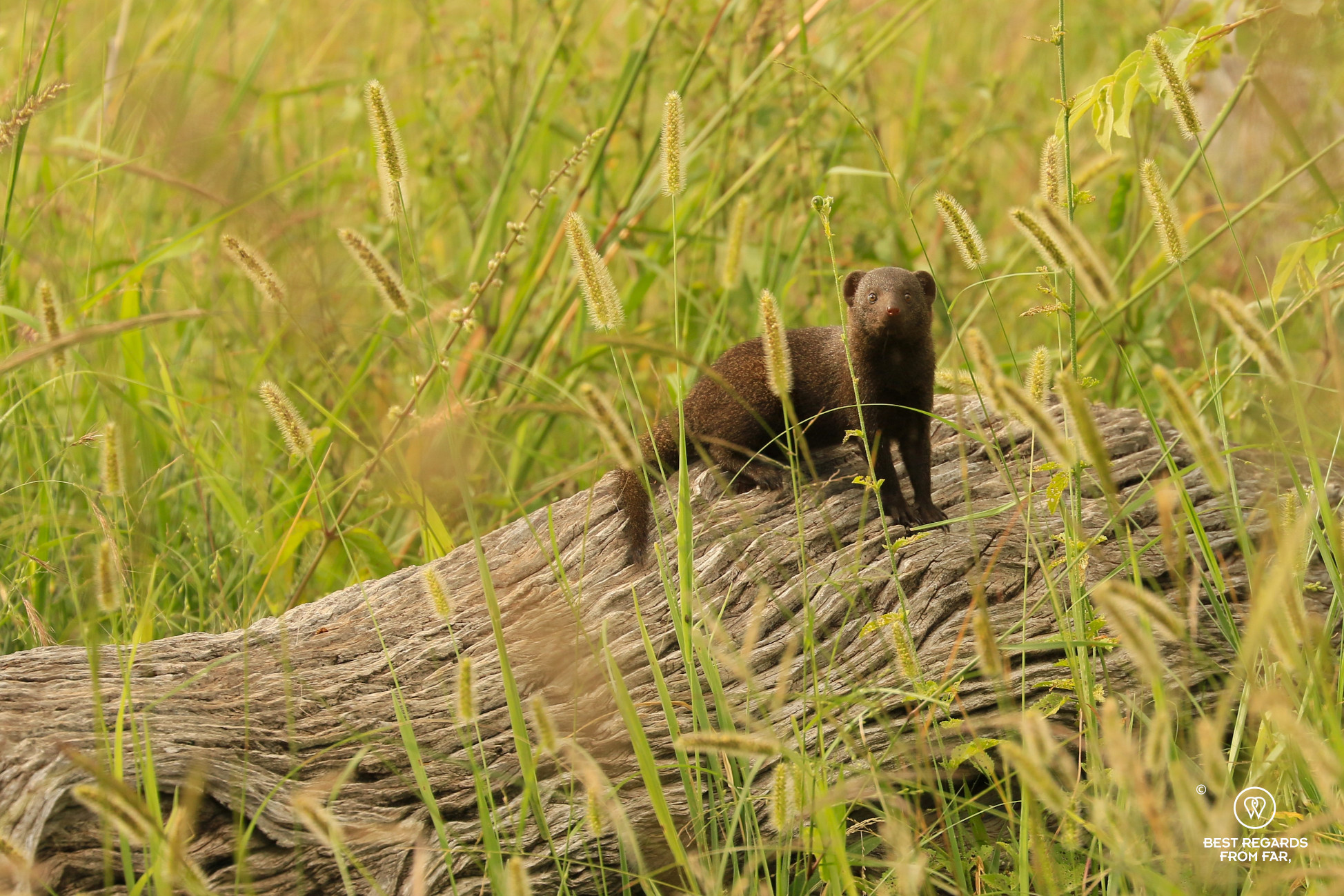Mongoose on a tree trunk