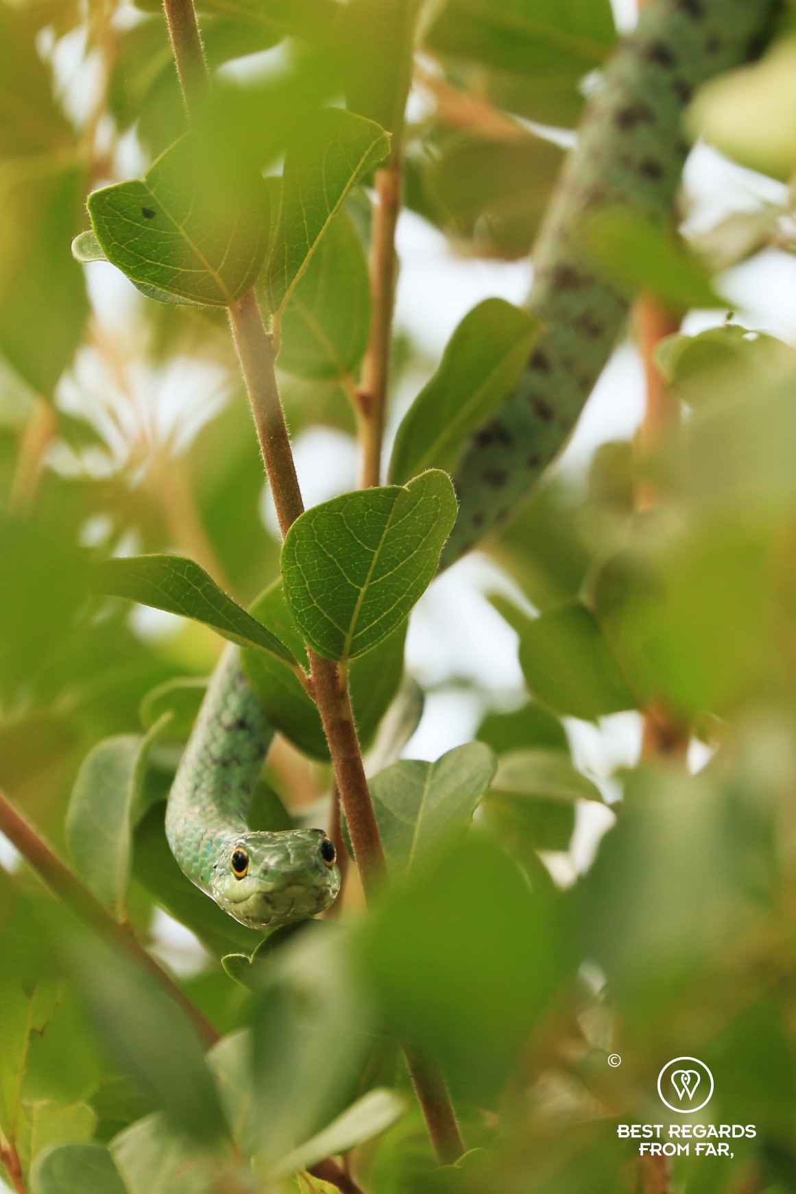 Green snake in a bush, South Africa