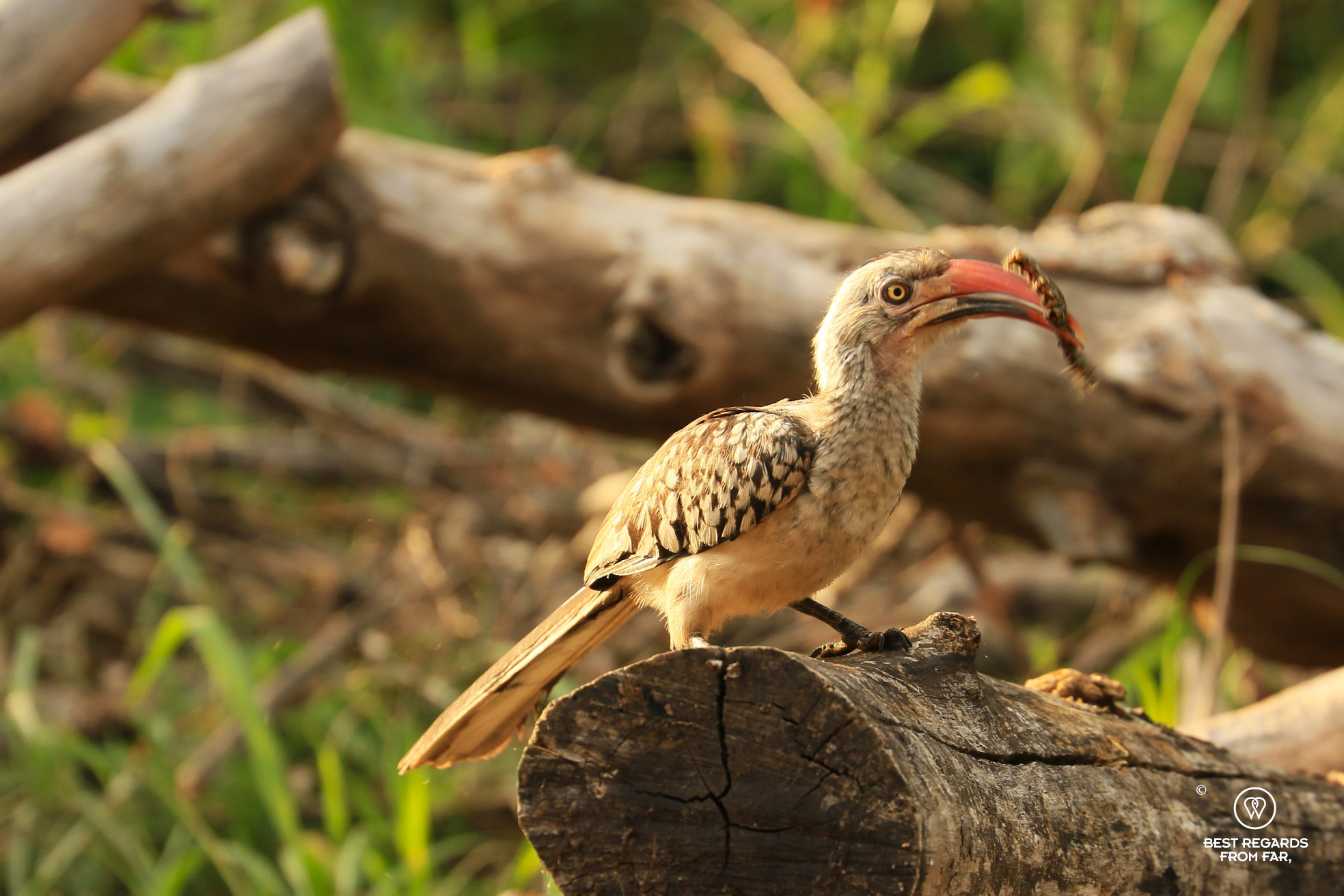 Southern red-billed Hornbill catching a caterpillar