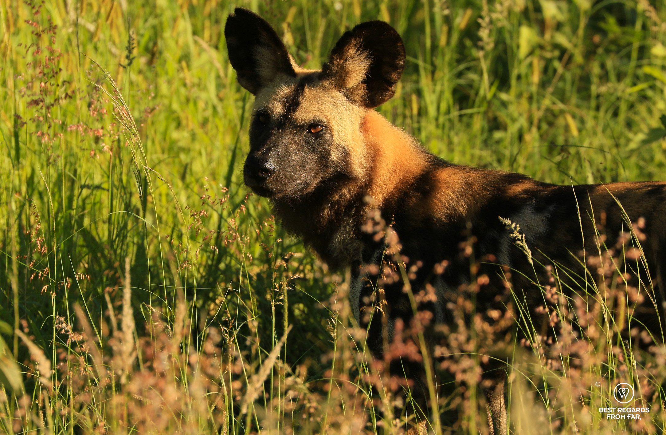 A wild dog in the sun