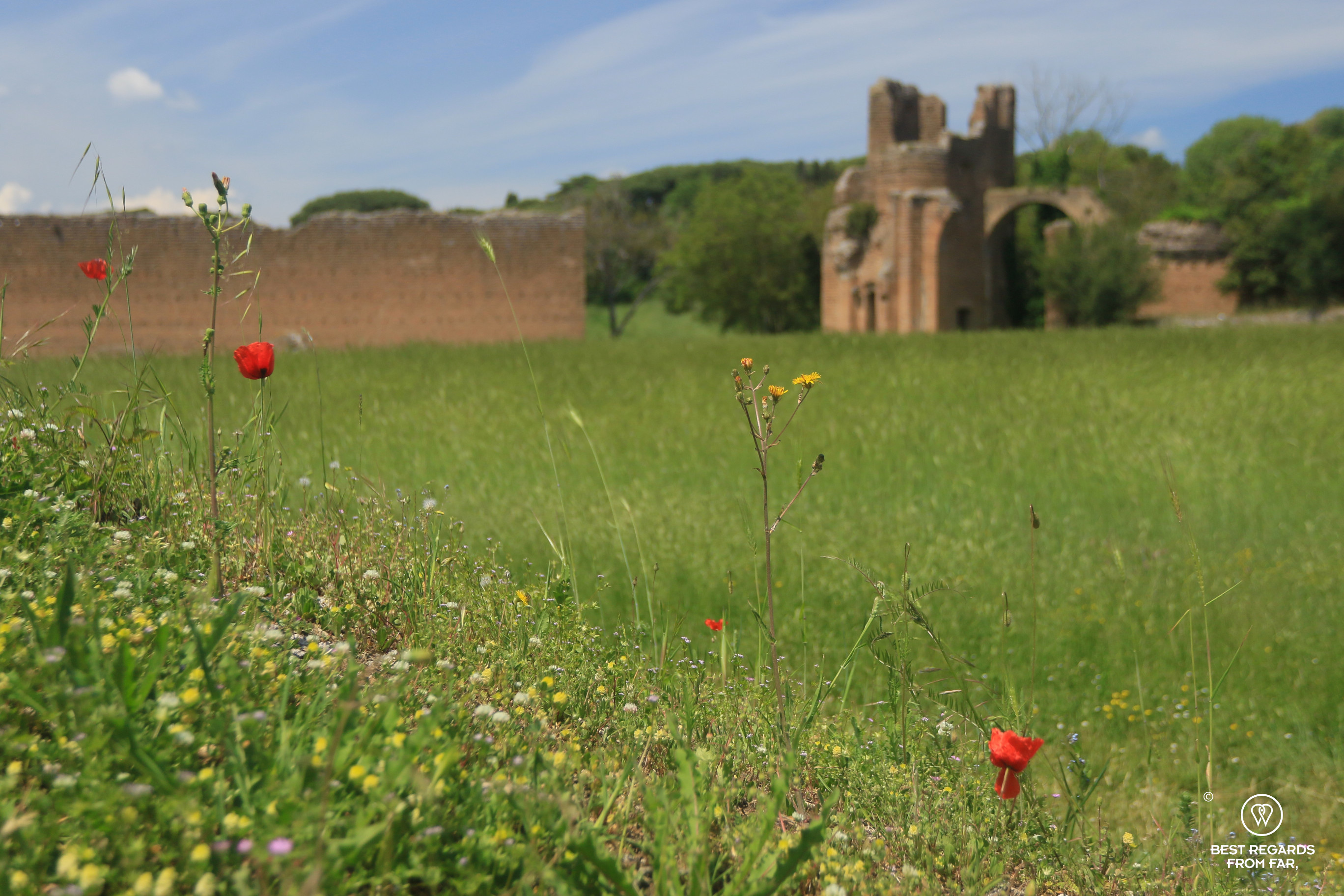 Wild flowers at the Circus of Maxentius, Rome