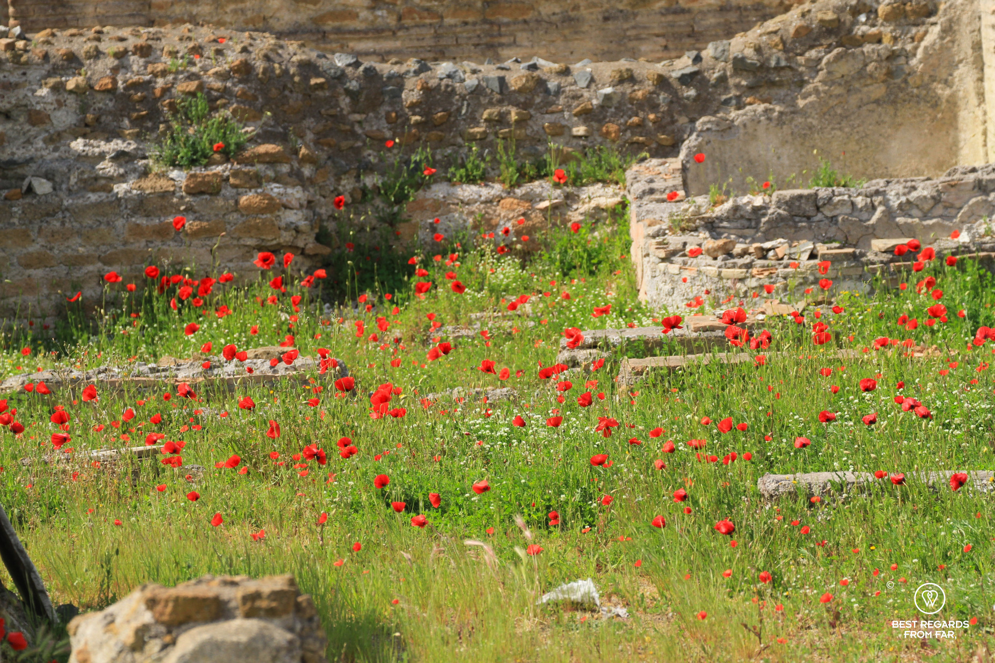 Wild flowers & ruins at the Villa dei Quintili, Rome