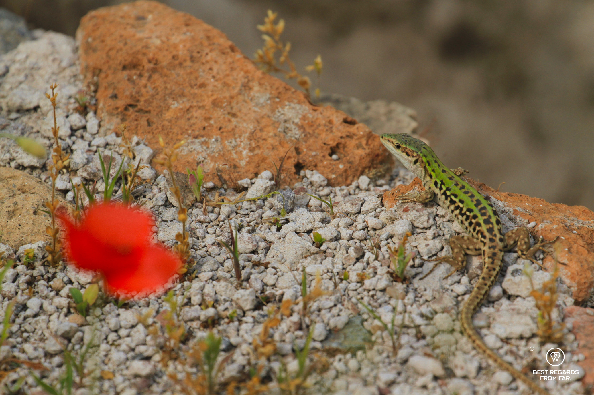 Lizard on the ruins of the Villa dei Quintili, Rome