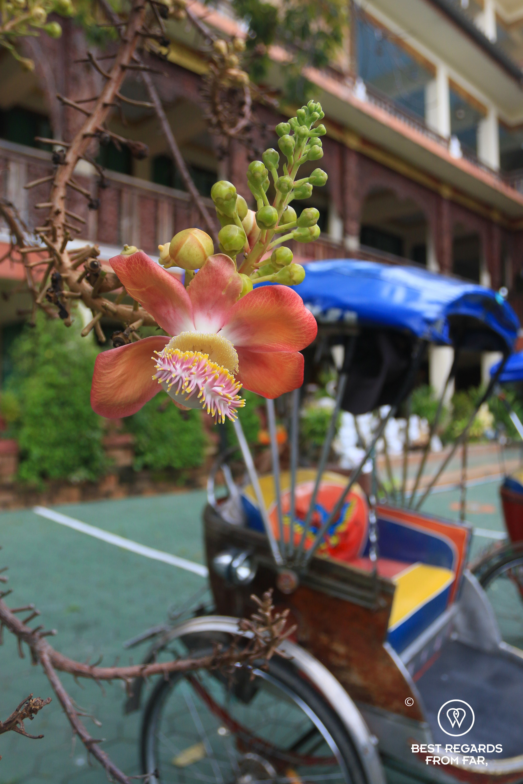 Exotic flower and samlor, Chiang Mai